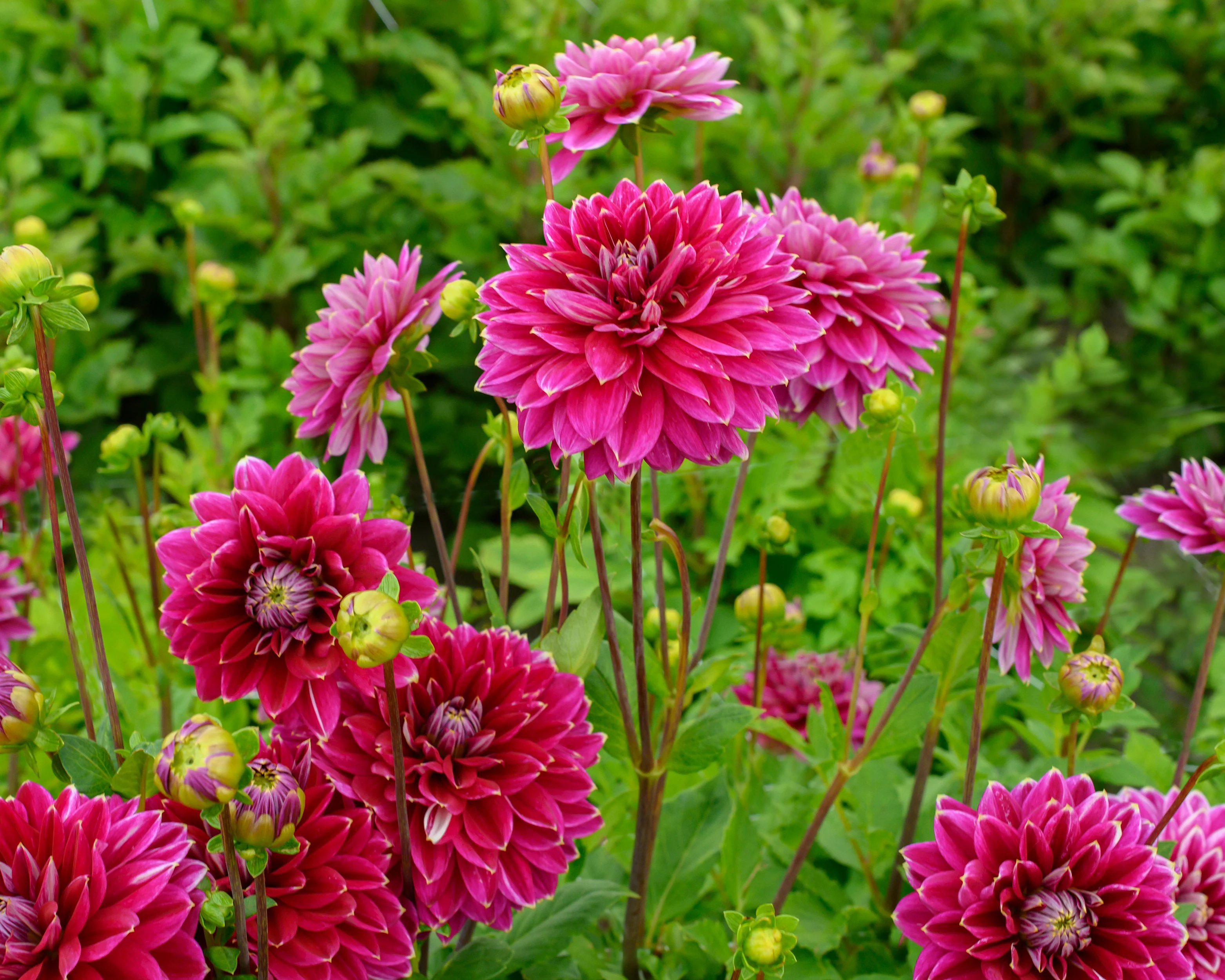 Dahlia 'Maldini' - Image 6