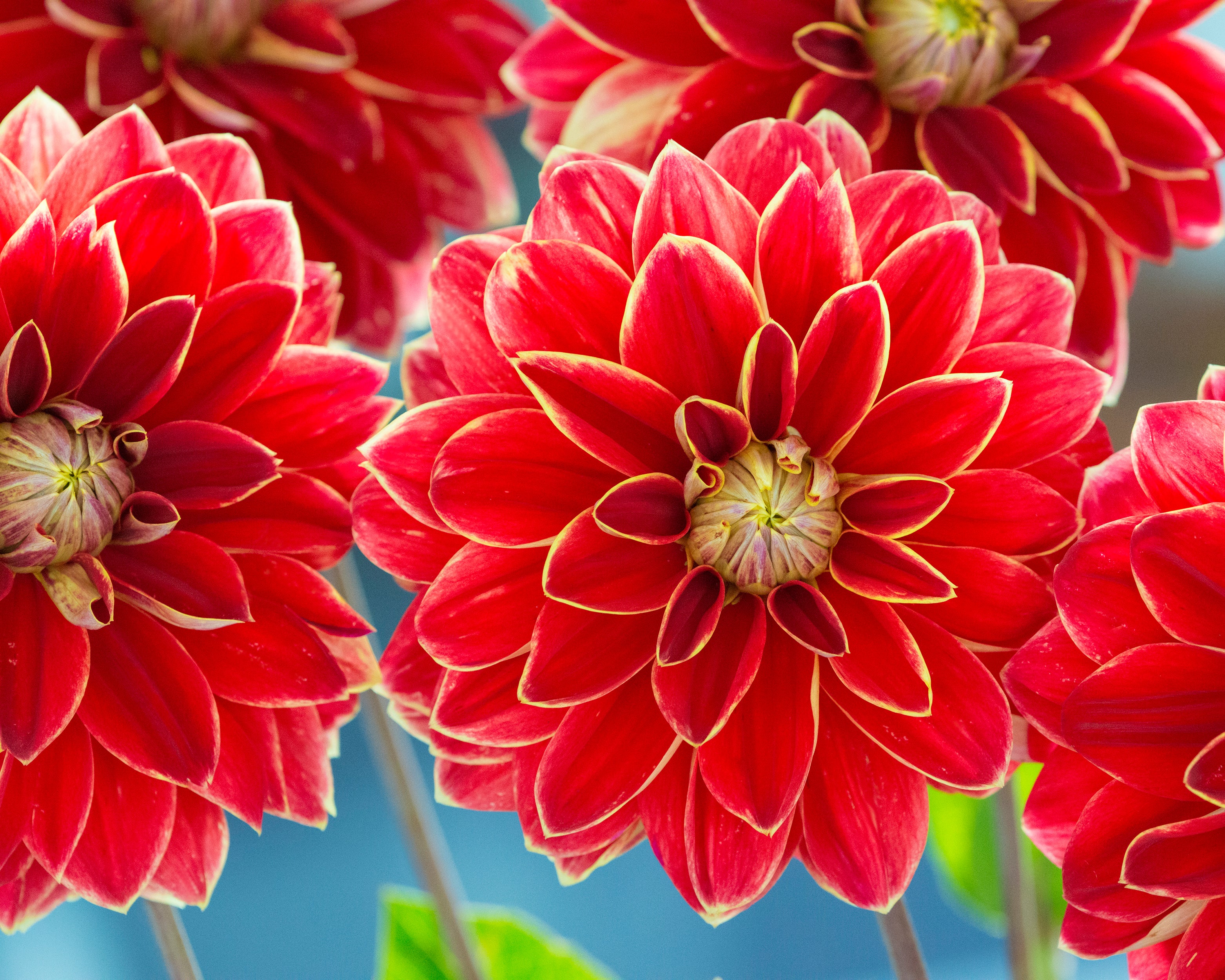 Dahlia 'Maxime' - Image 3