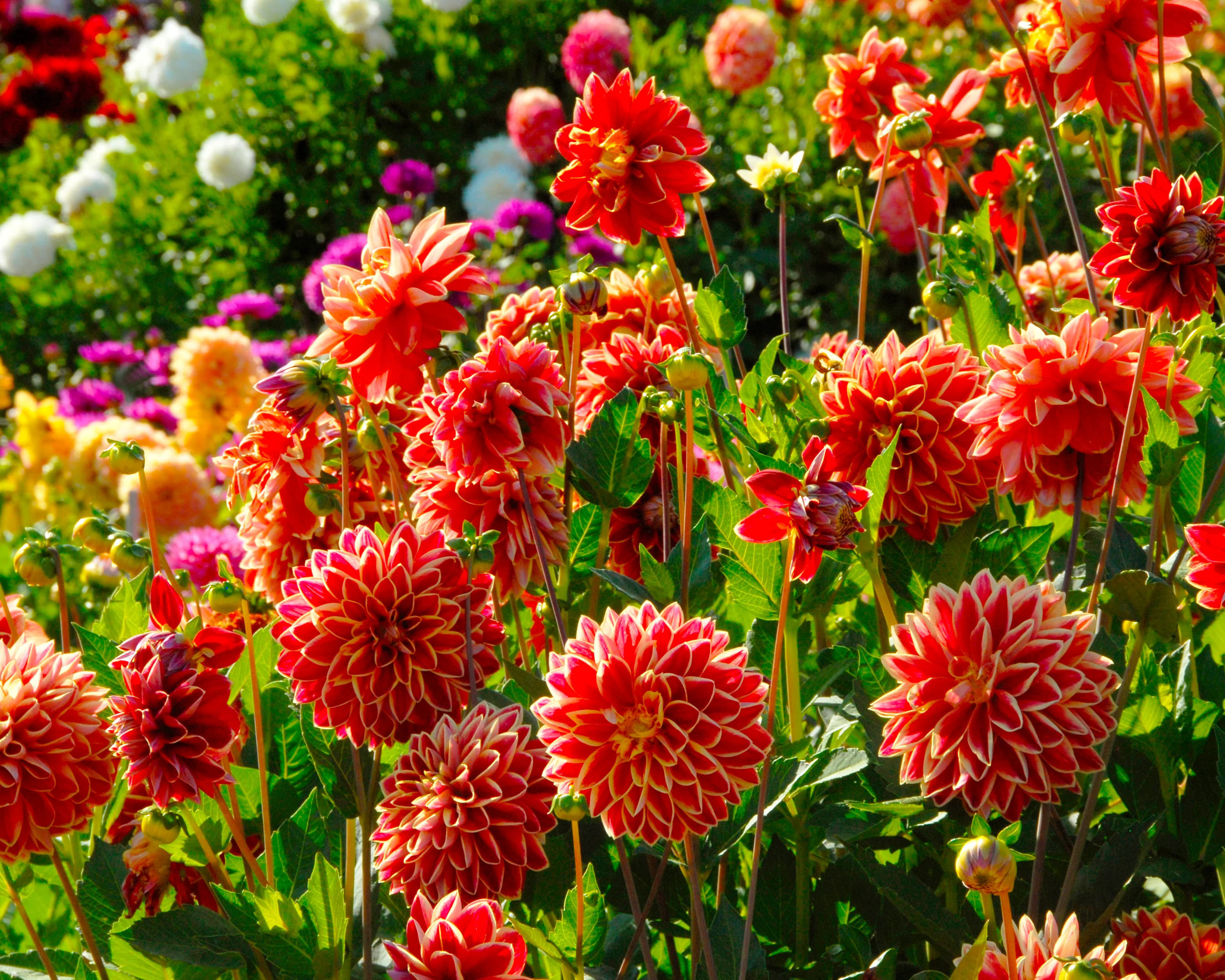 Dahlia 'Maxime' - Image 5