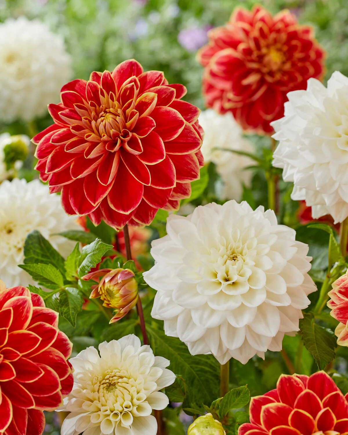 Dahlia 'Maxime' - Image 8
