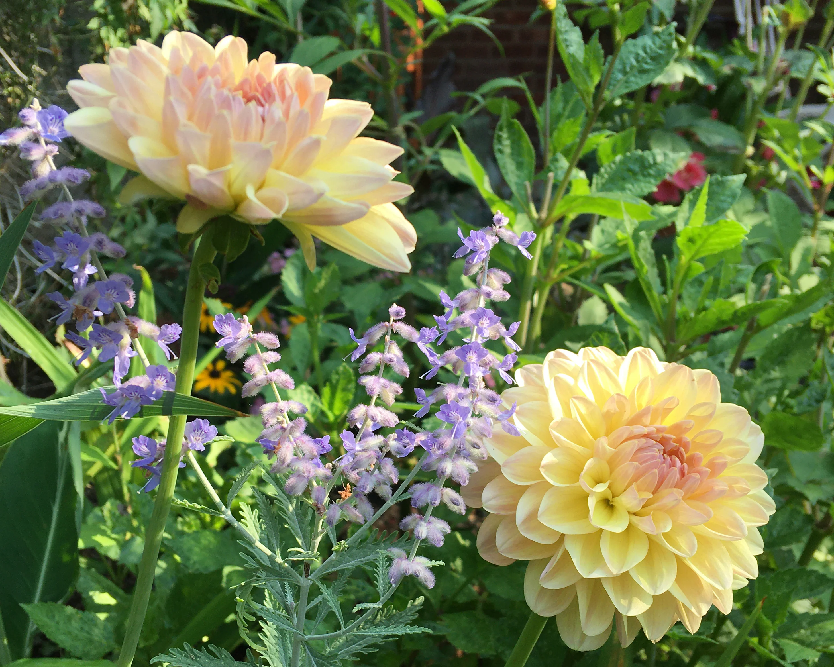 Dahlia 'Maya' - Image 5