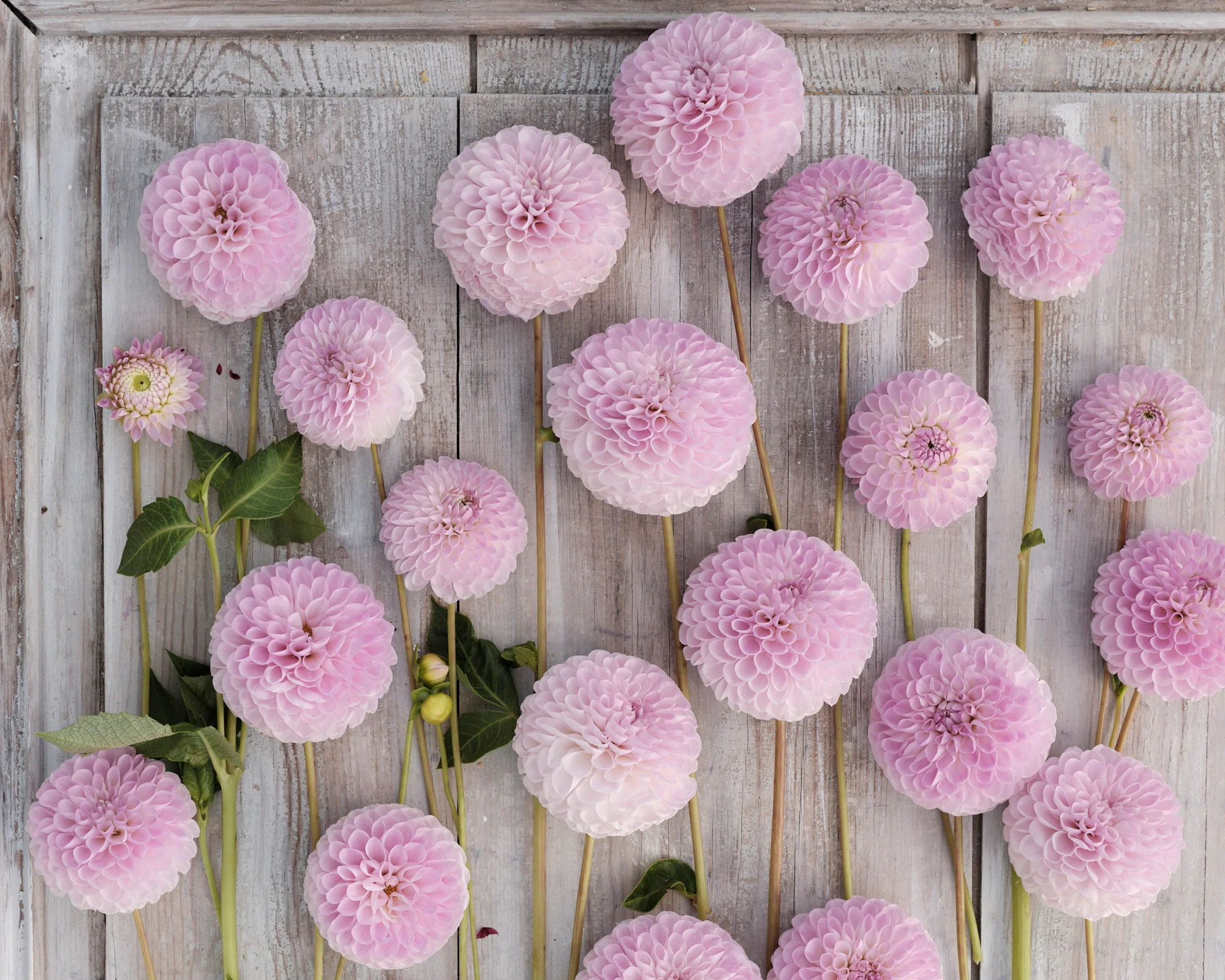 Dahlia 'Megan Dean' - Image 3