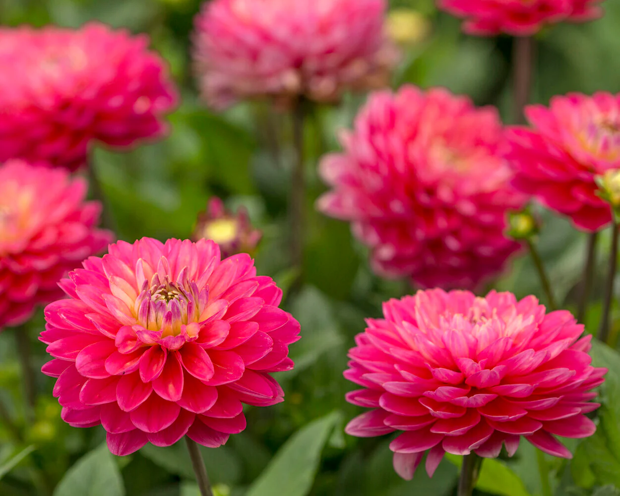 Dahlia 'Melody Pink Allegro' - Image 4