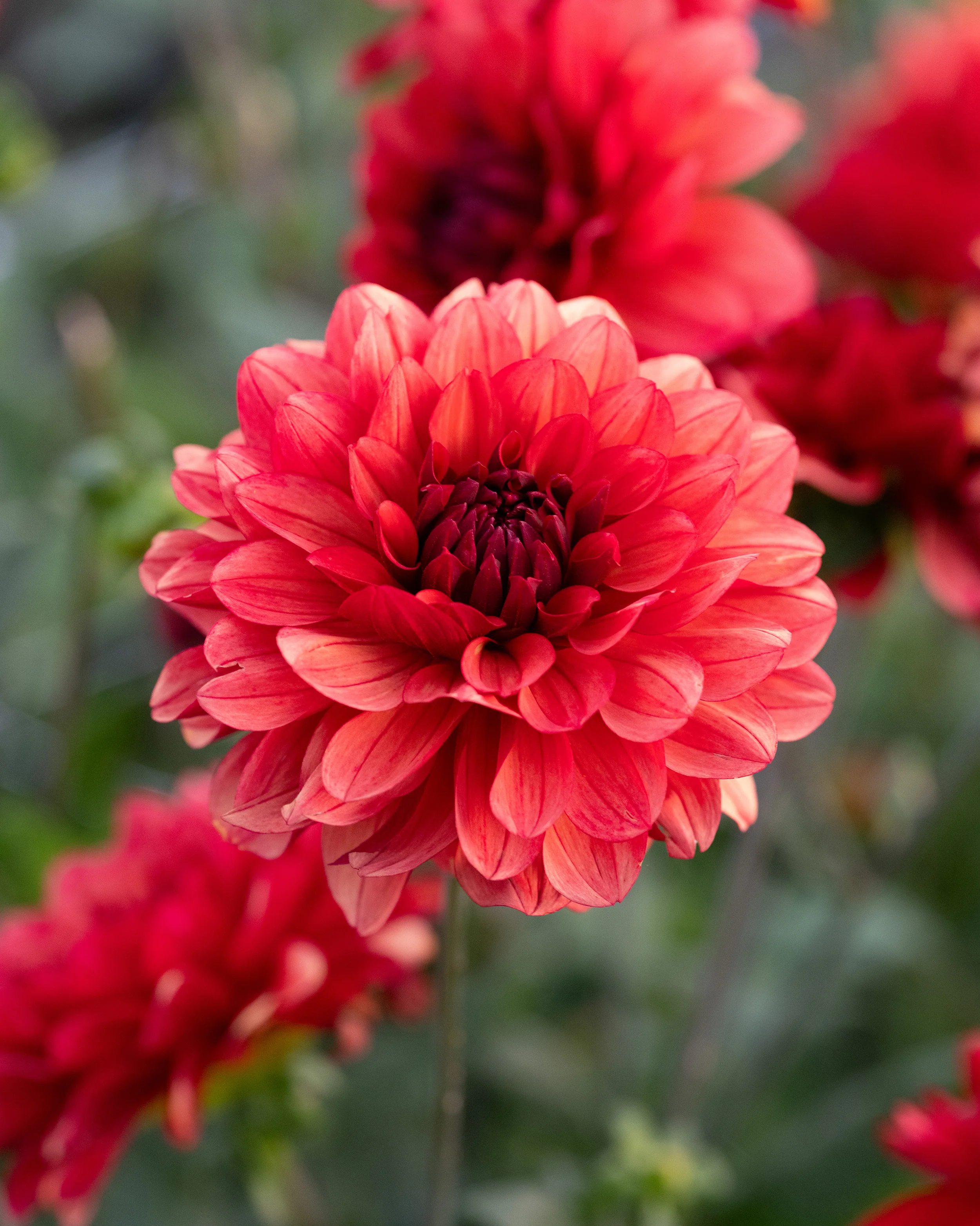 Dahlia 'Missis Miley' - Image 7