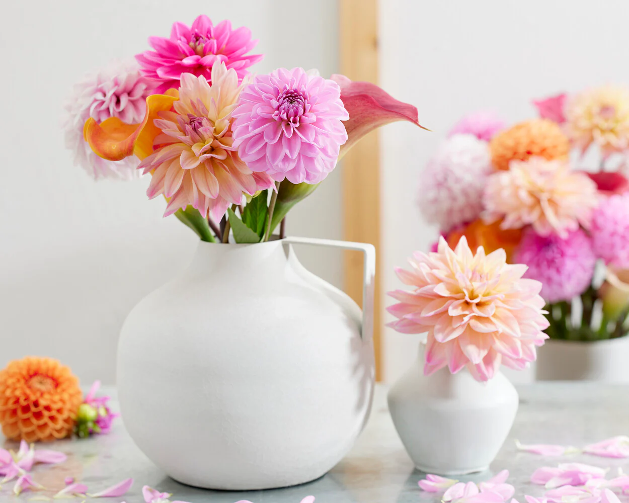 Dahlia 'Mondriaan' - Image 3