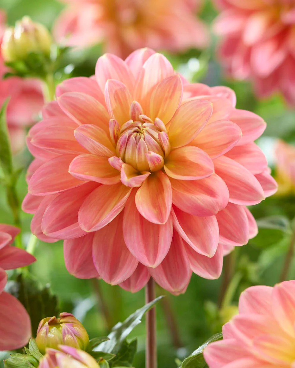 Dahlia 'Morning Glory'