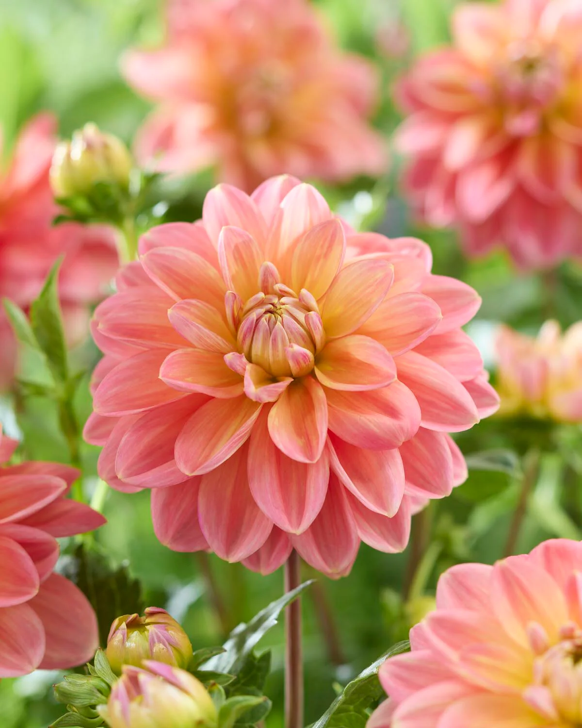 Dahlia 'Morning Glory' - Image 3