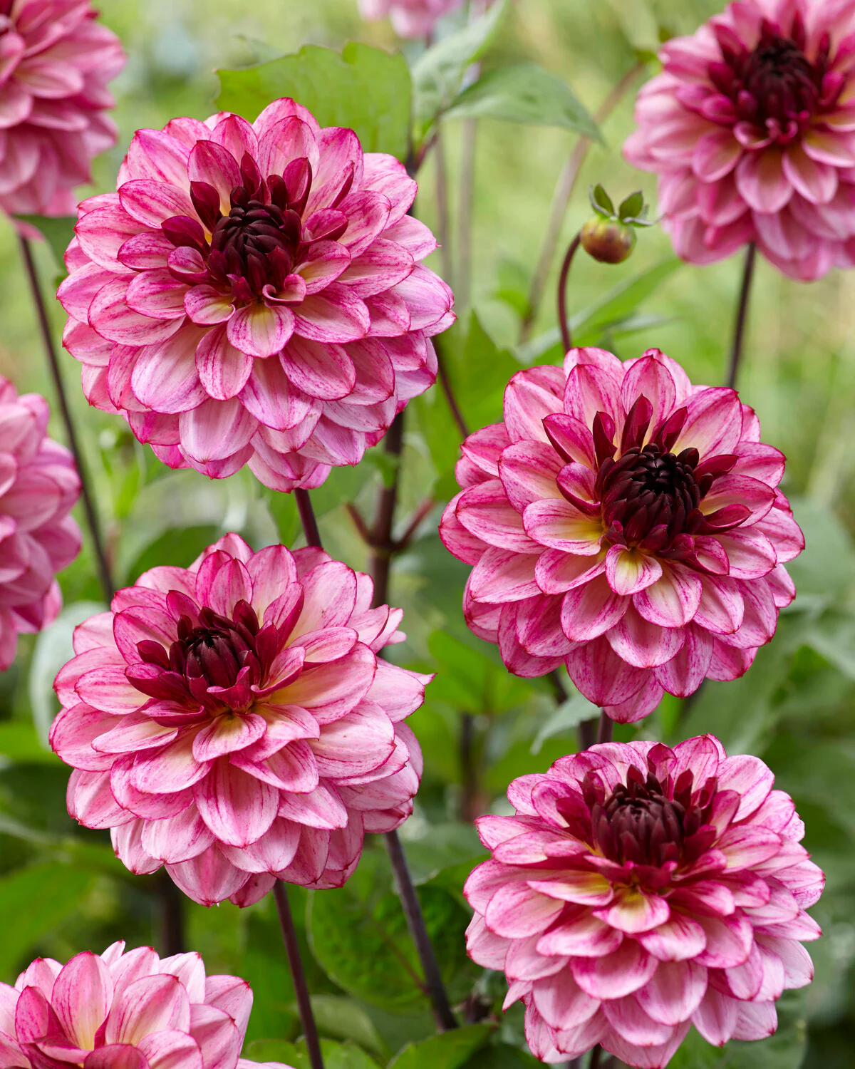 Dahlia 'Muchacha' - Image 4