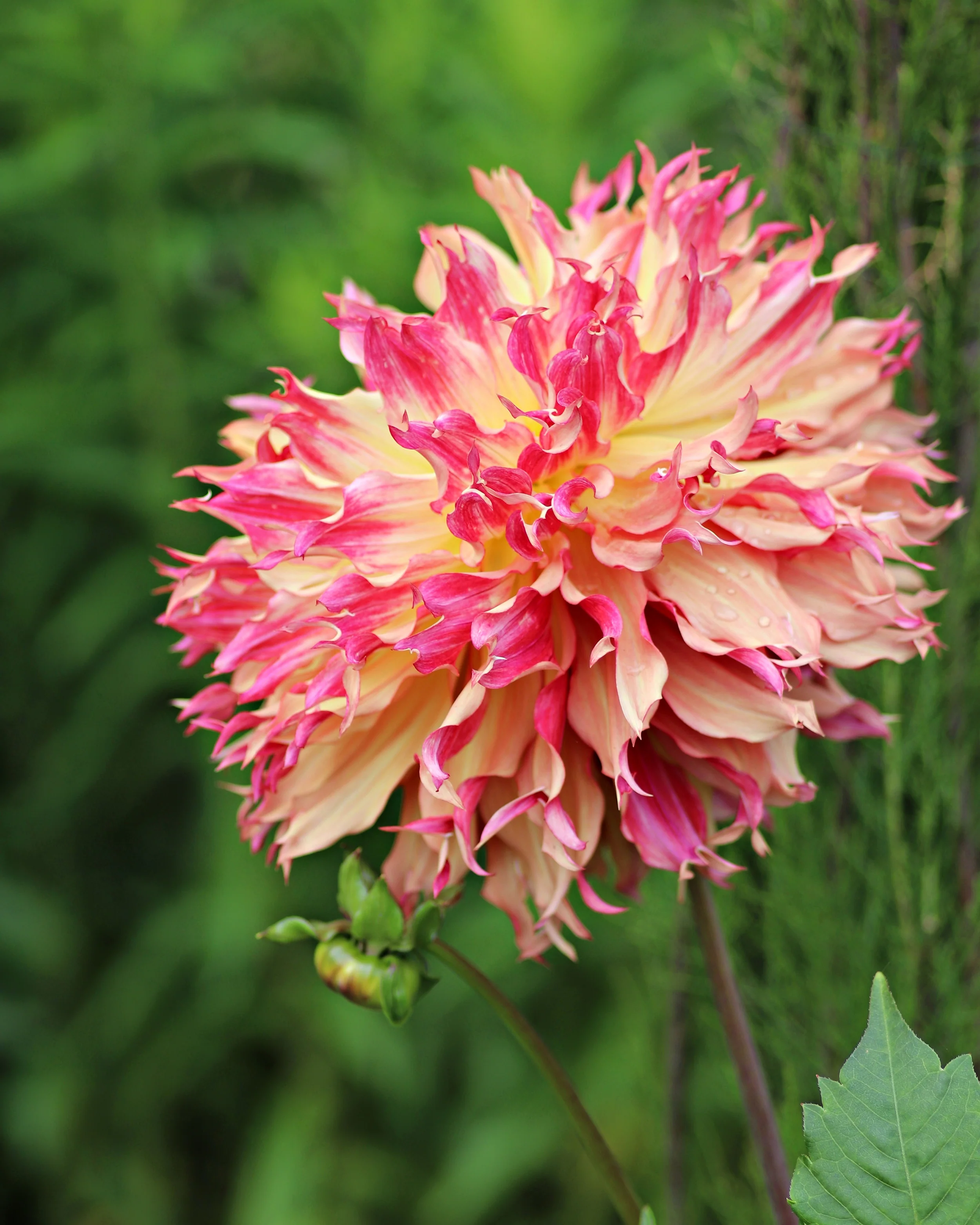 Dahlia 'Myrtle's Folly' - Image 4