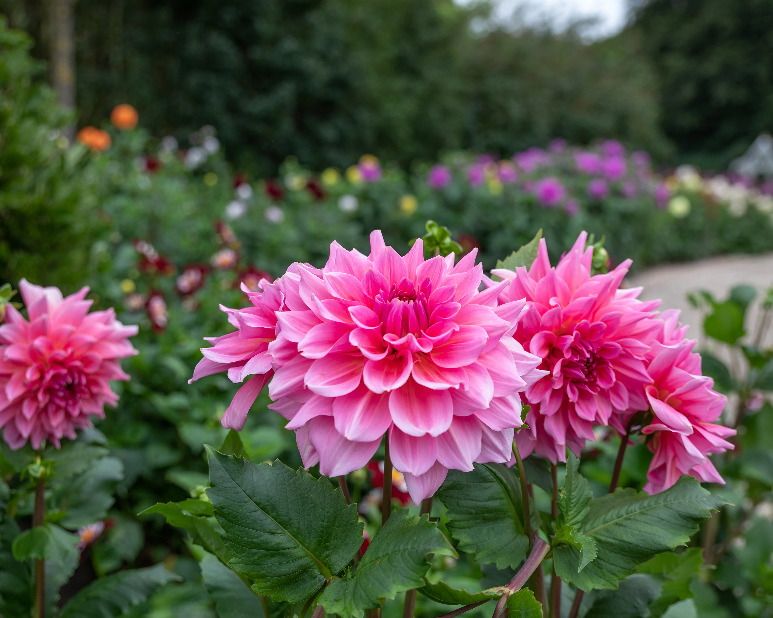 Dahlia 'Otto's Thrill' - Image 10