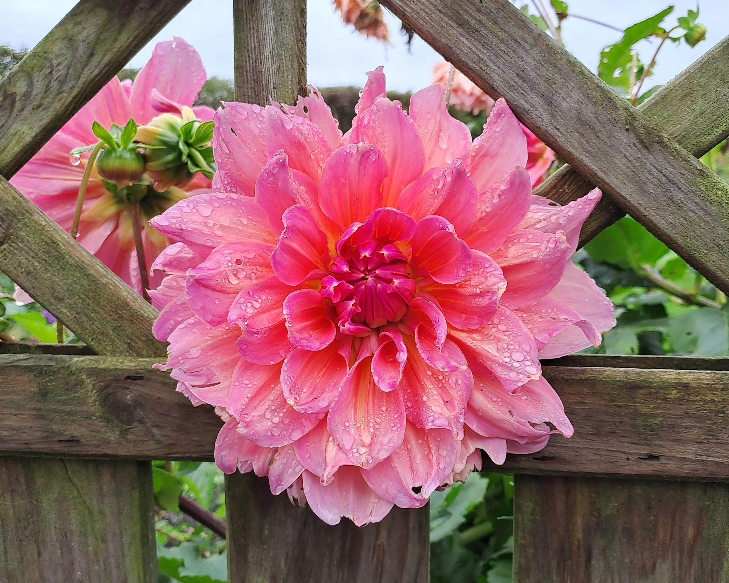 Dahlia 'Otto's Thrill' - Image 9