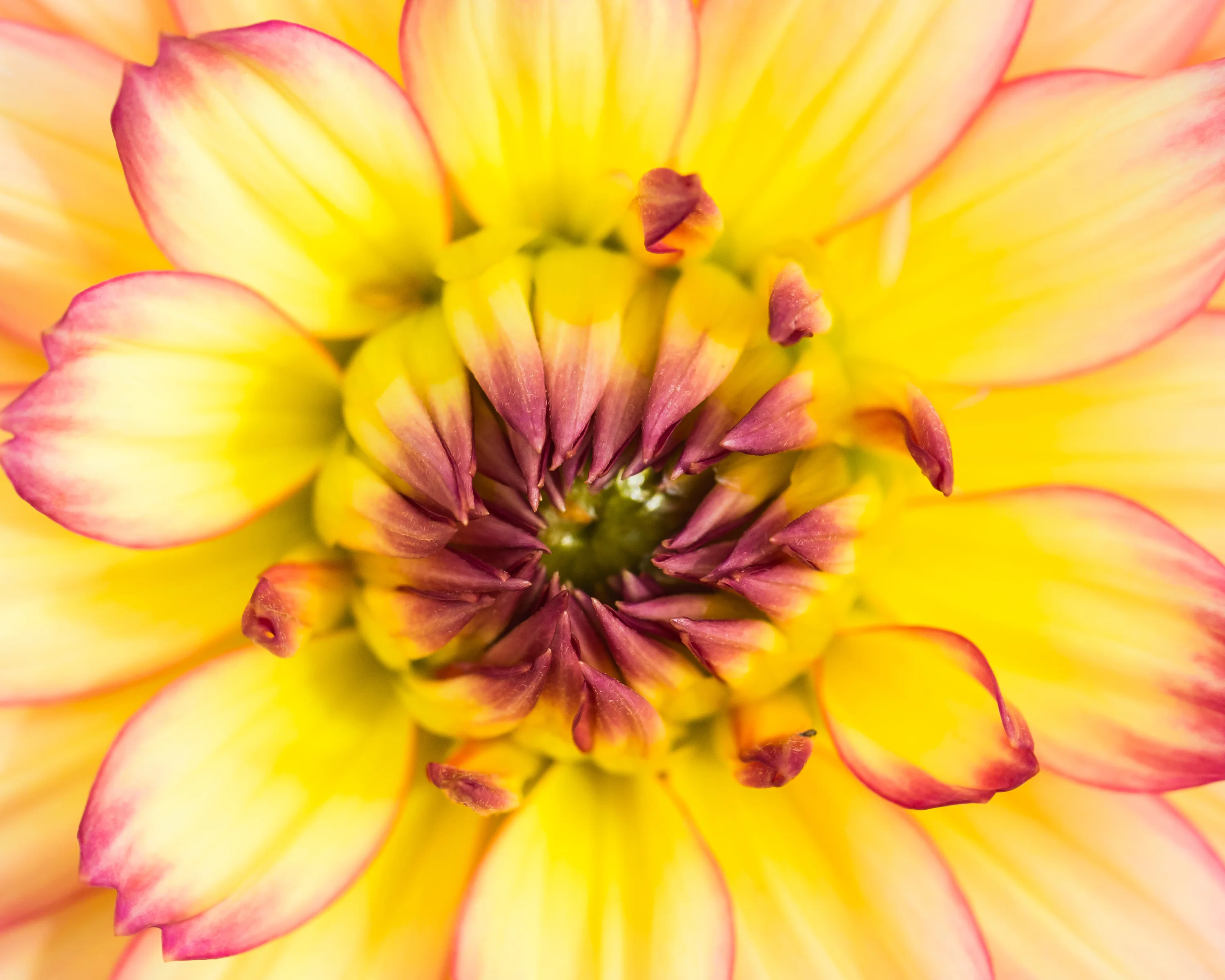 Dahlia 'Pablo' - Image 5