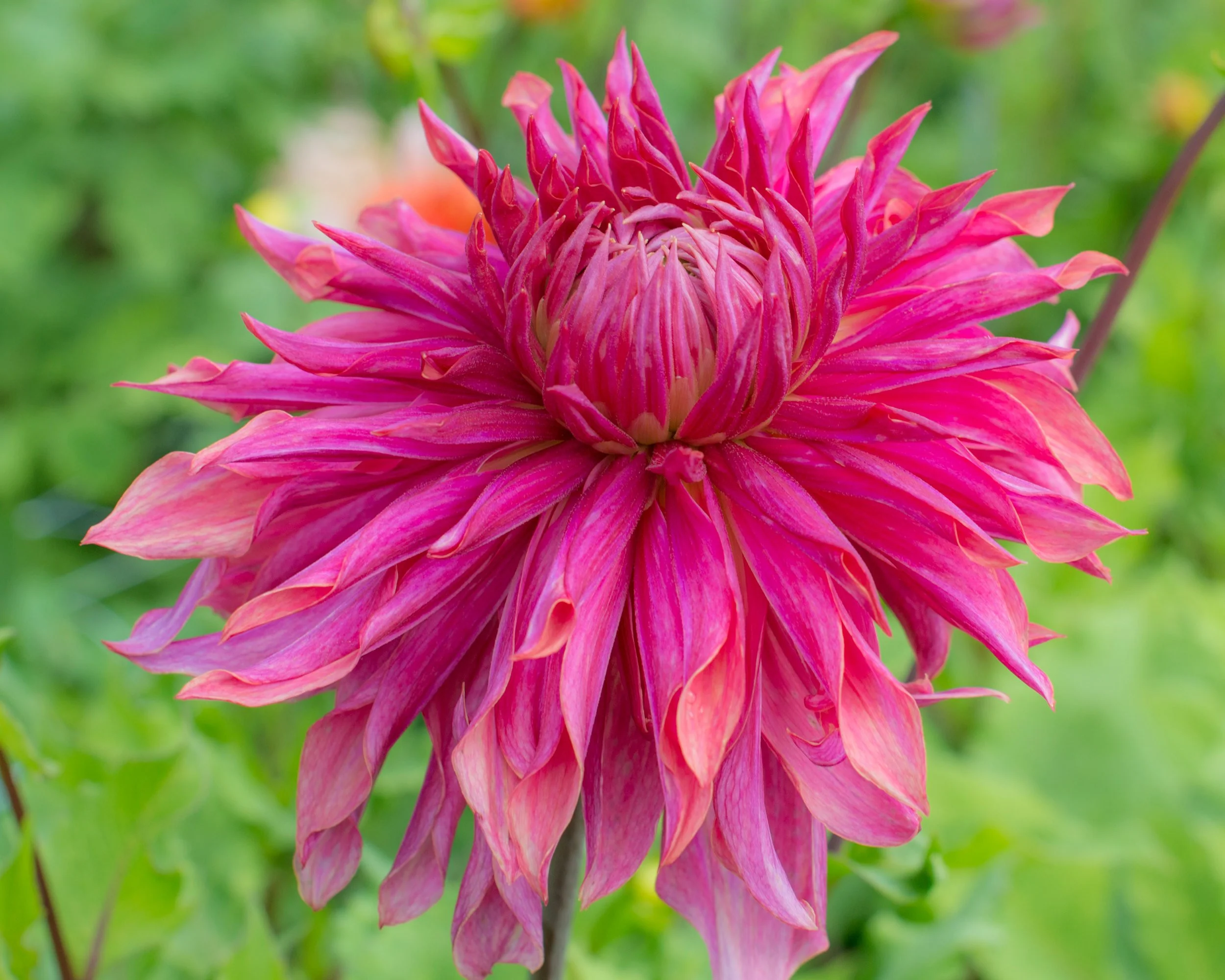 Dahlia 'Penhill Dark Monarch' - Image 3