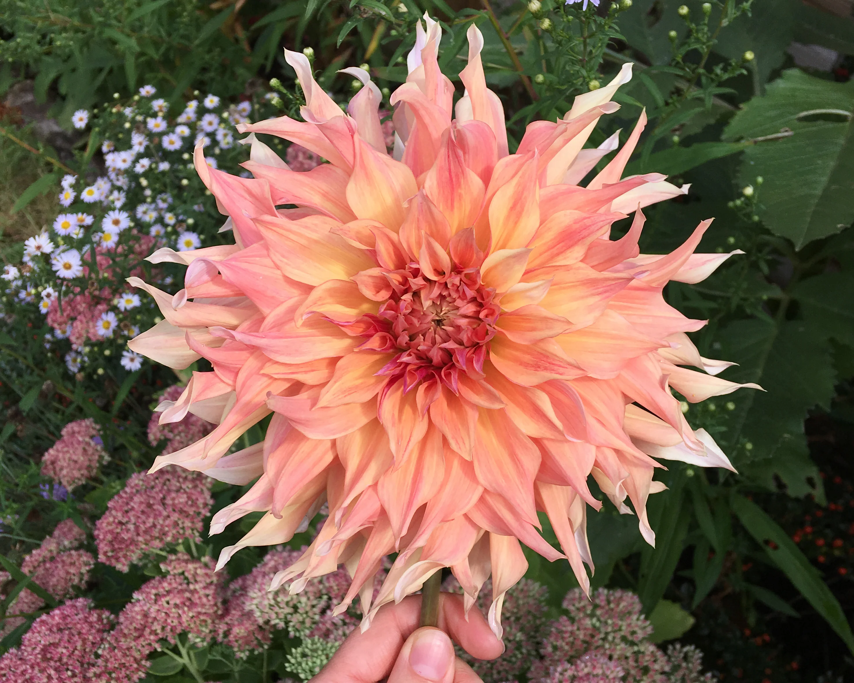 Dahlia 'Penhill Watermelon' - Image 6