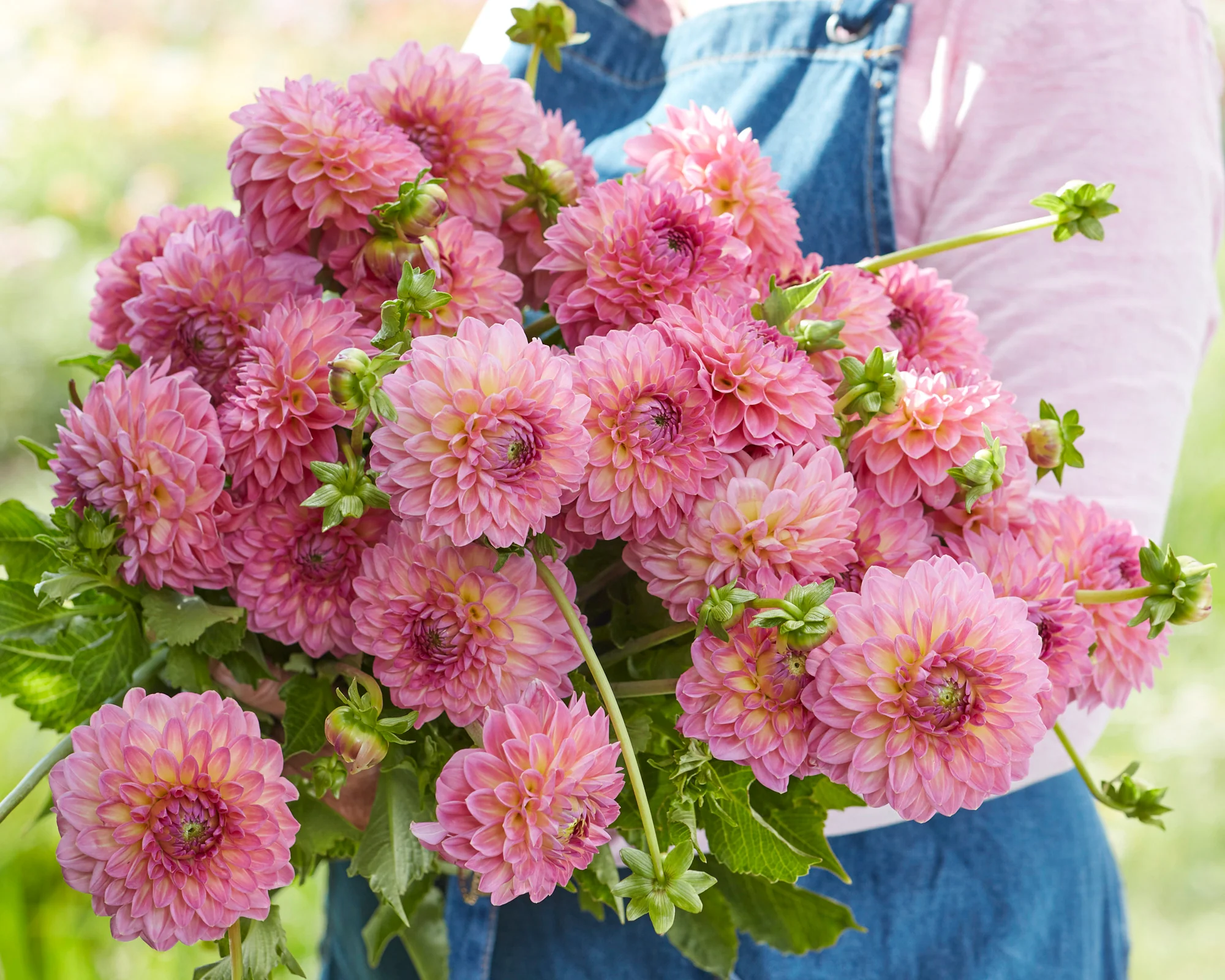 Dahlia 'Pink Suffusion' - Image 4