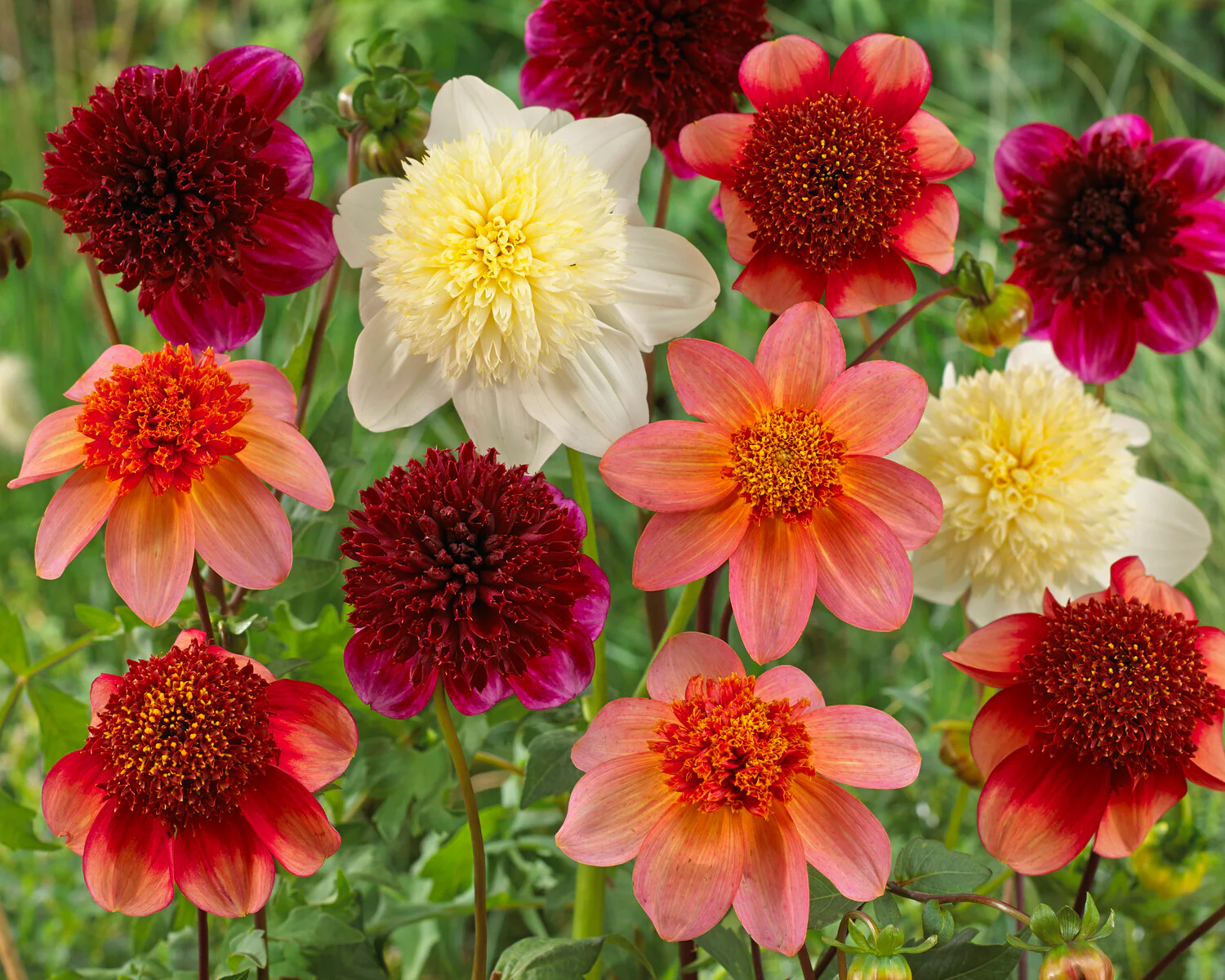 Dahlia 'Platinum Blonde' - Image 6