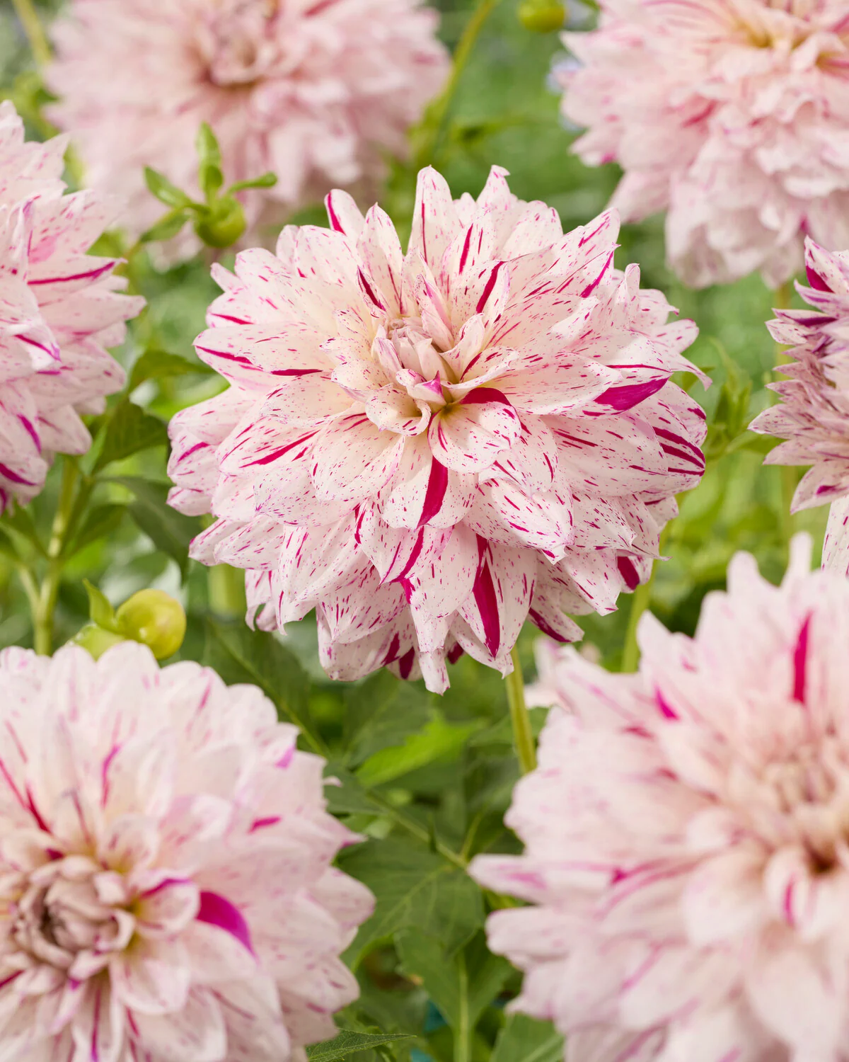 Dahlia 'Prince Valiant' - Image 2