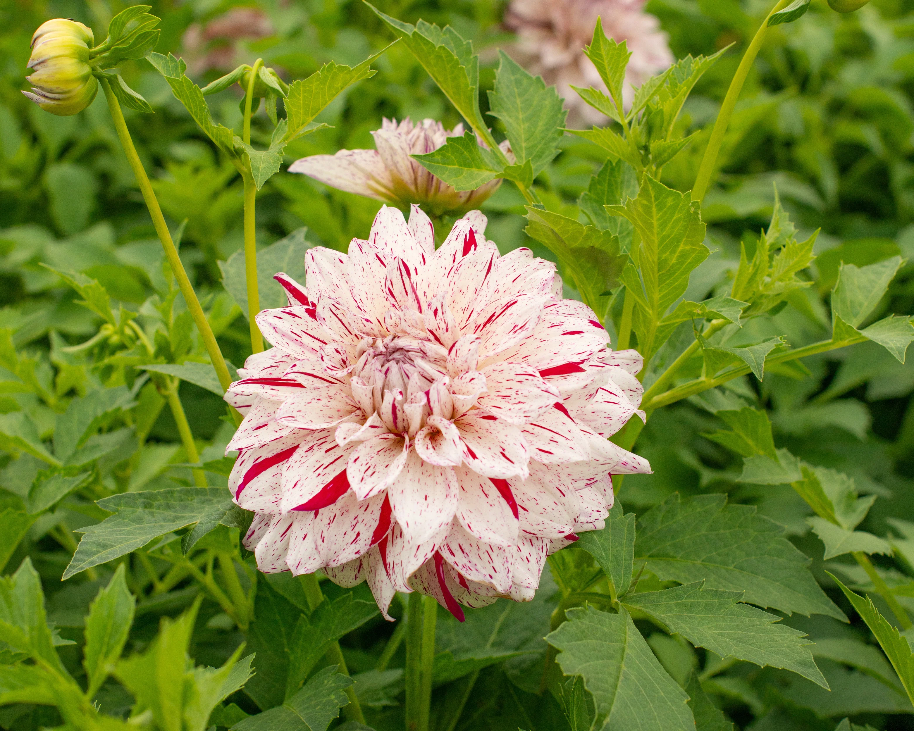 Dahlia 'Prince Valiant' - Image 4
