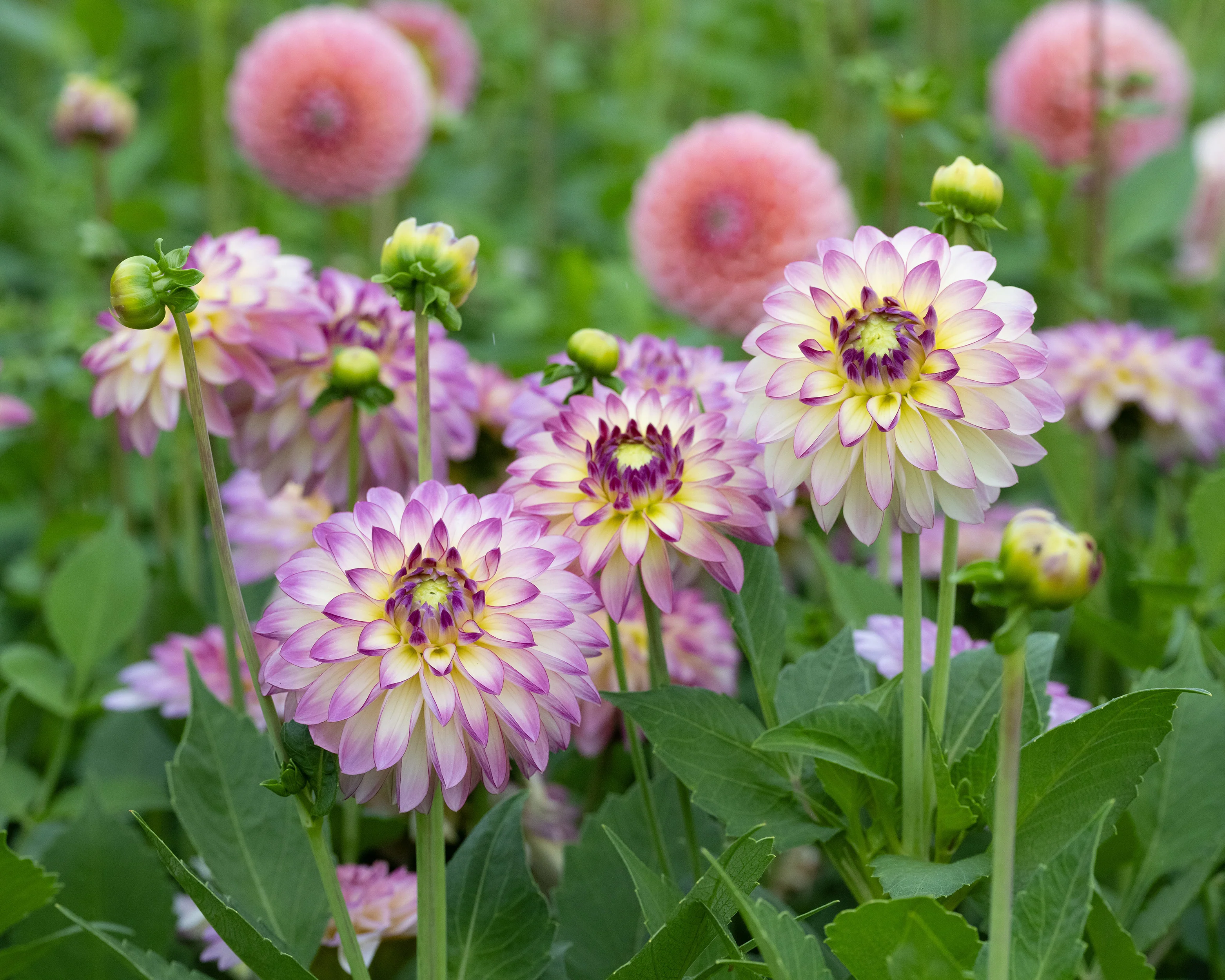 Dahlia 'Pure Happiness' - Image 2