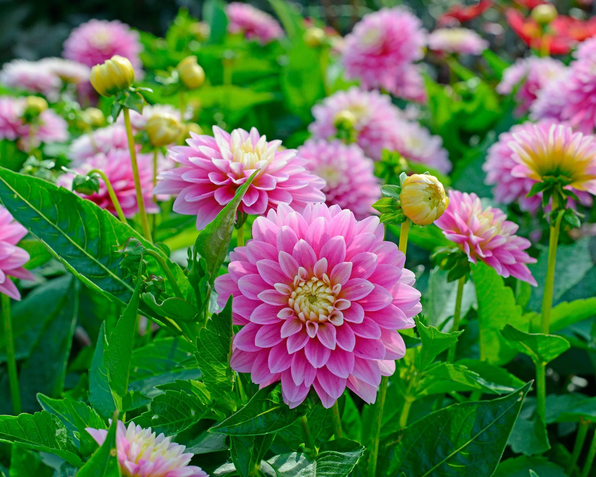 Dahlia 'Rembrandt' - Image 4
