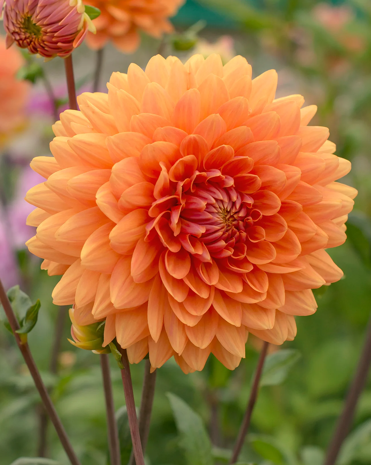 Dahlia 'Renate Tozio' - Image 4