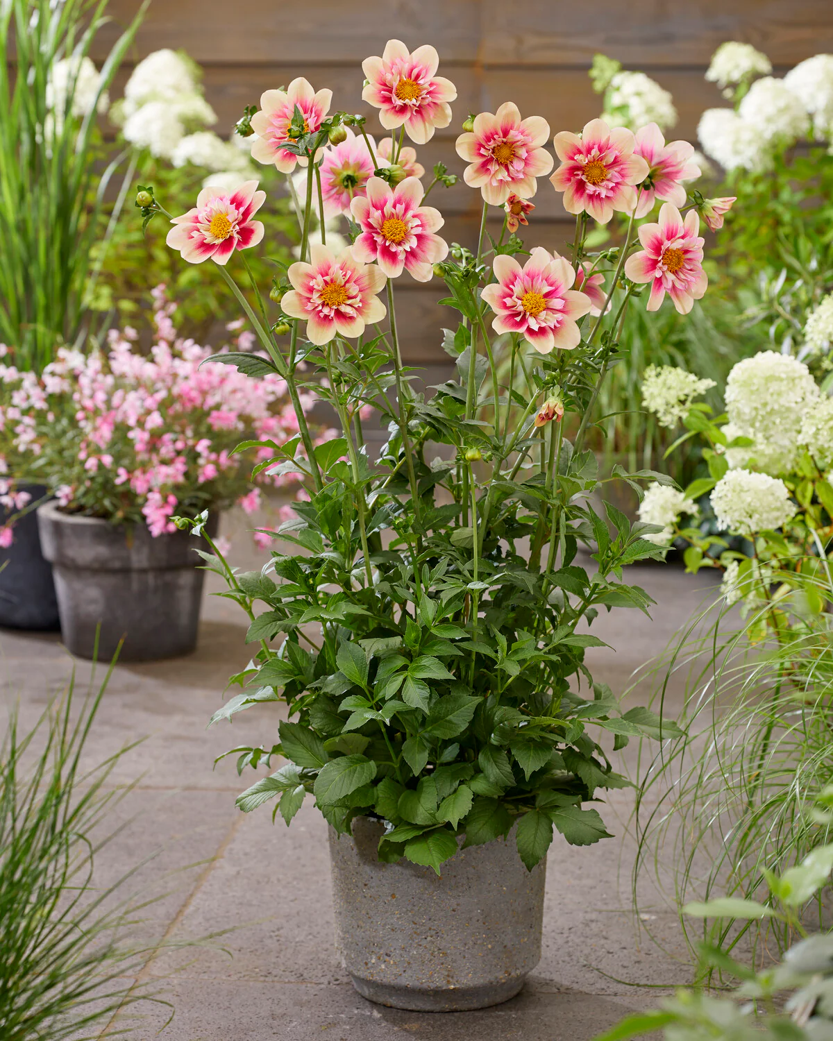 Dahlia 'Rhubarb and Custard' - Image 2