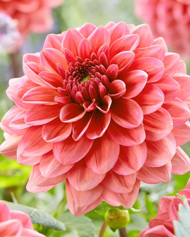 Dahlia 'Salmon Runner'