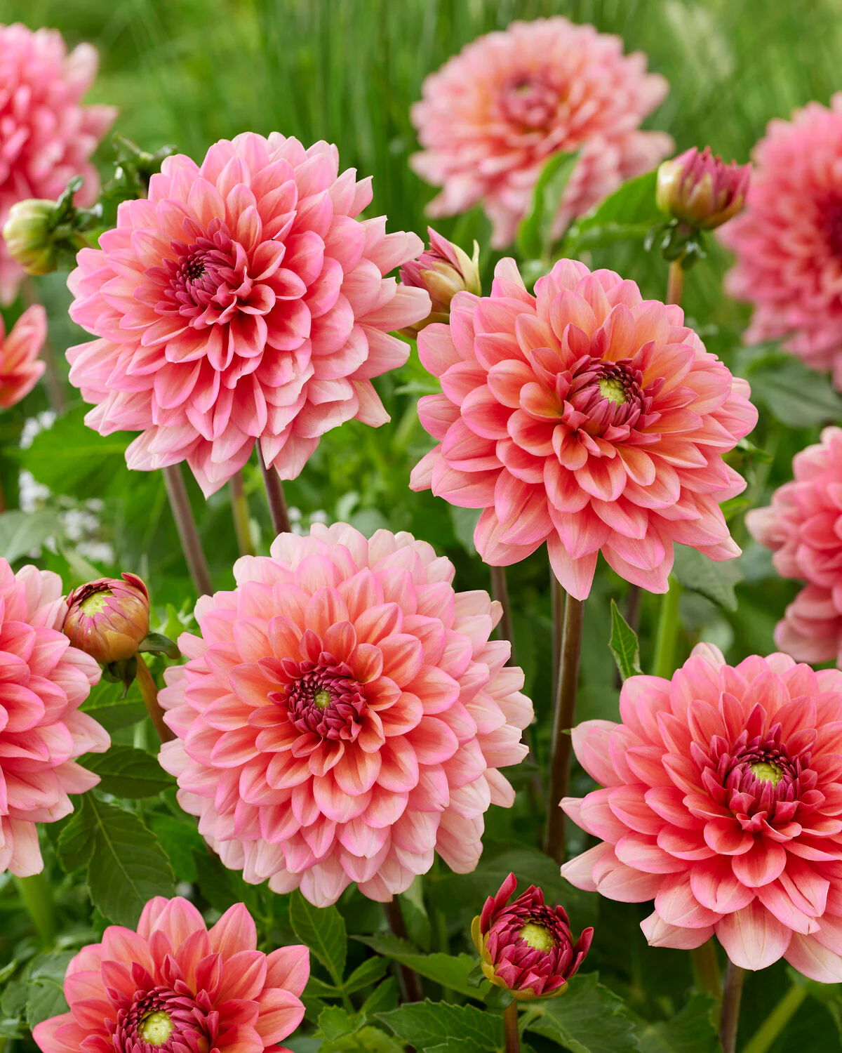 Dahlia 'Salmon Runner' - Image 2