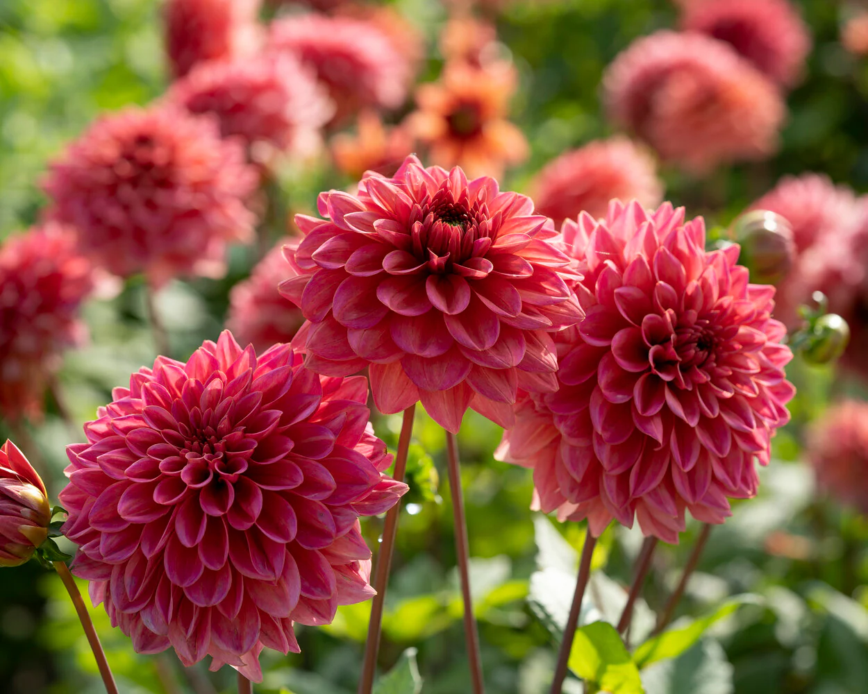 Dahlia 'Salmon Runner' - Image 6