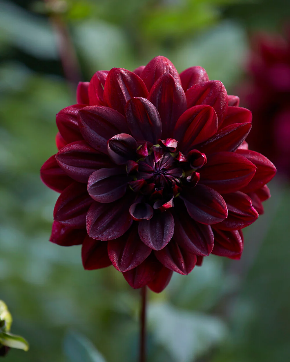 Dahlia 'Sam Hopkins' - Image 2