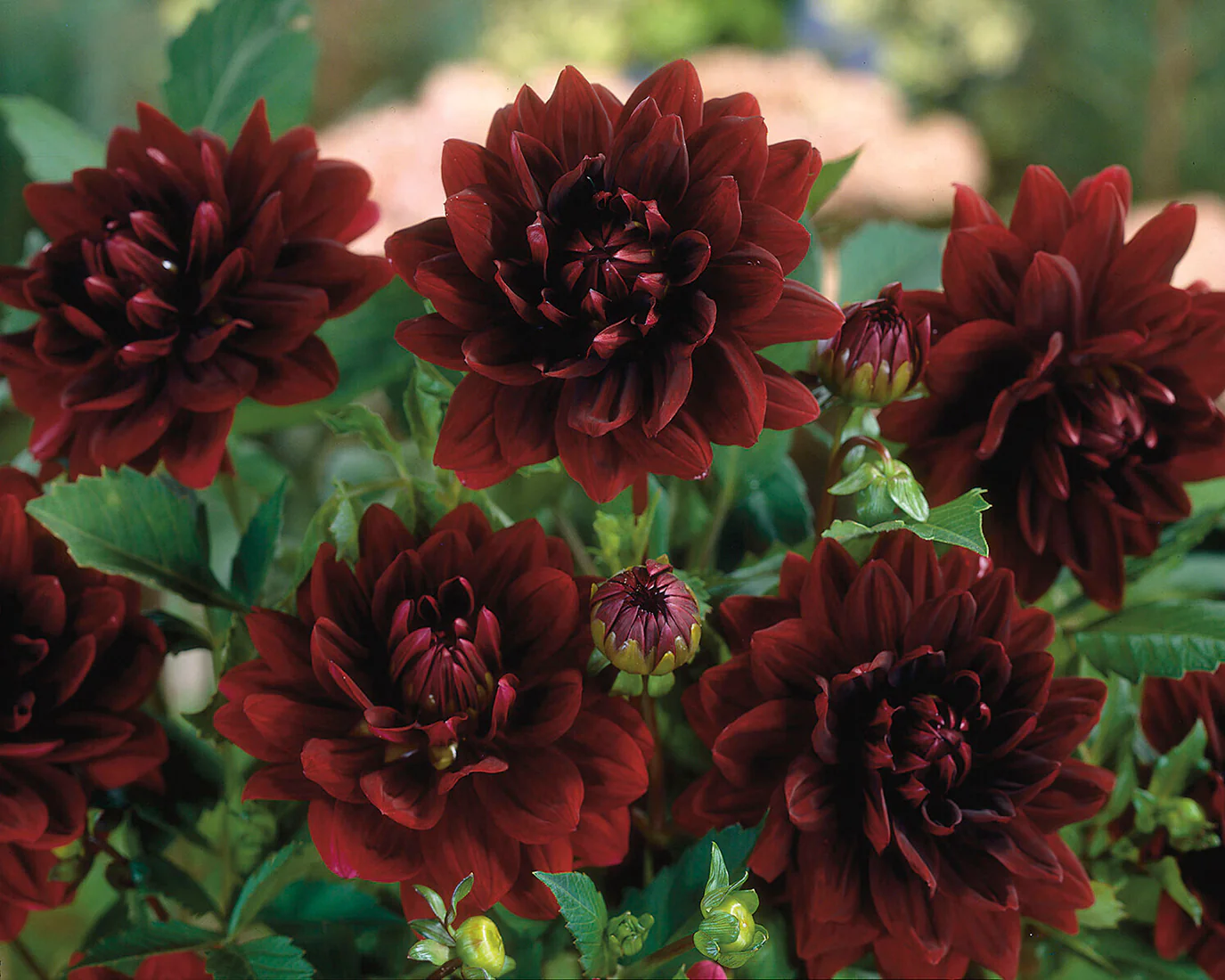 Dahlia 'Sam Hopkins' - Image 3