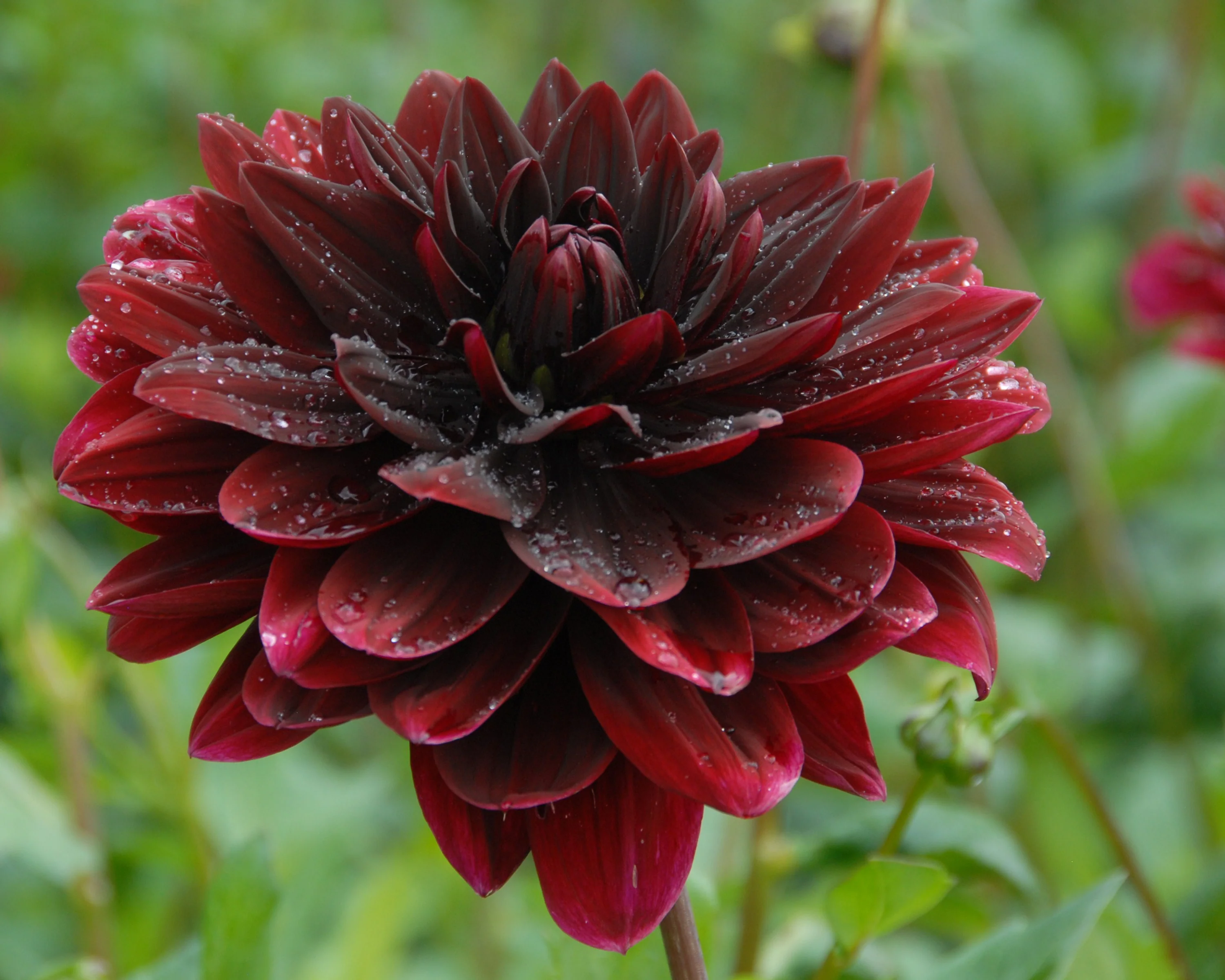 Dahlia 'Sam Hopkins' - Image 4
