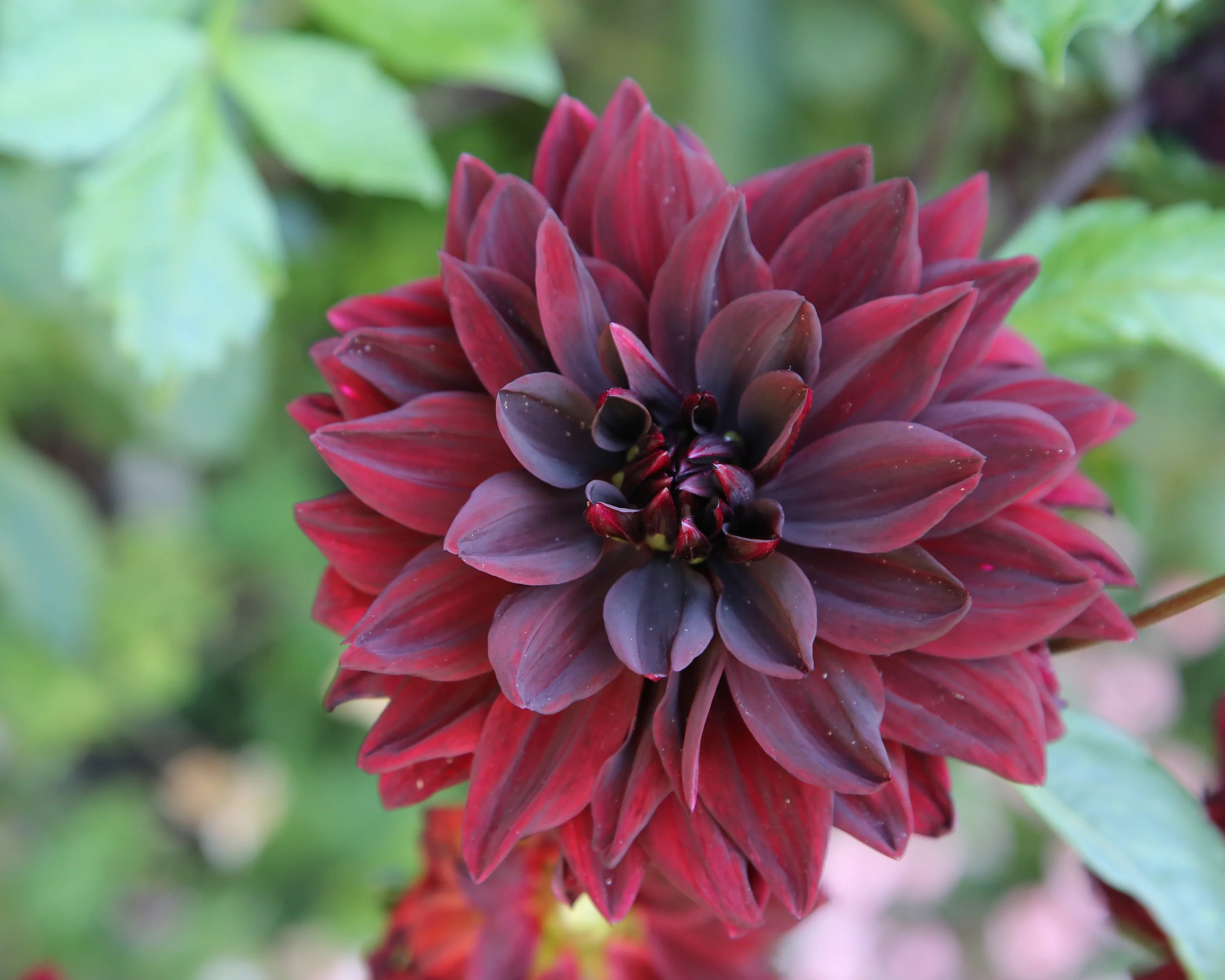 Dahlia 'Sam Hopkins' - Image 5