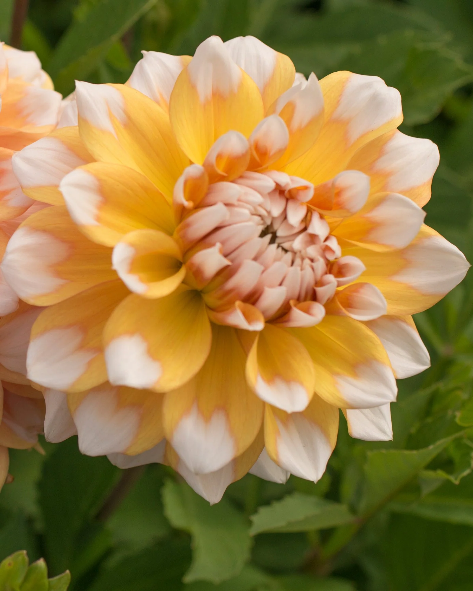 Dahlia 'Seattle' - Image 6