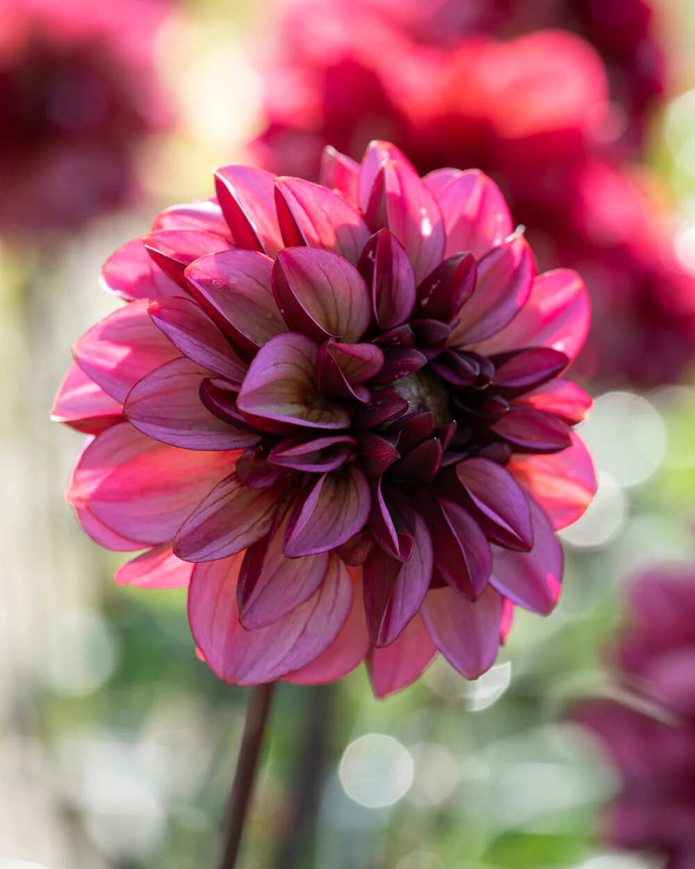 Dahlia 'Seniors Hope' - Image 10