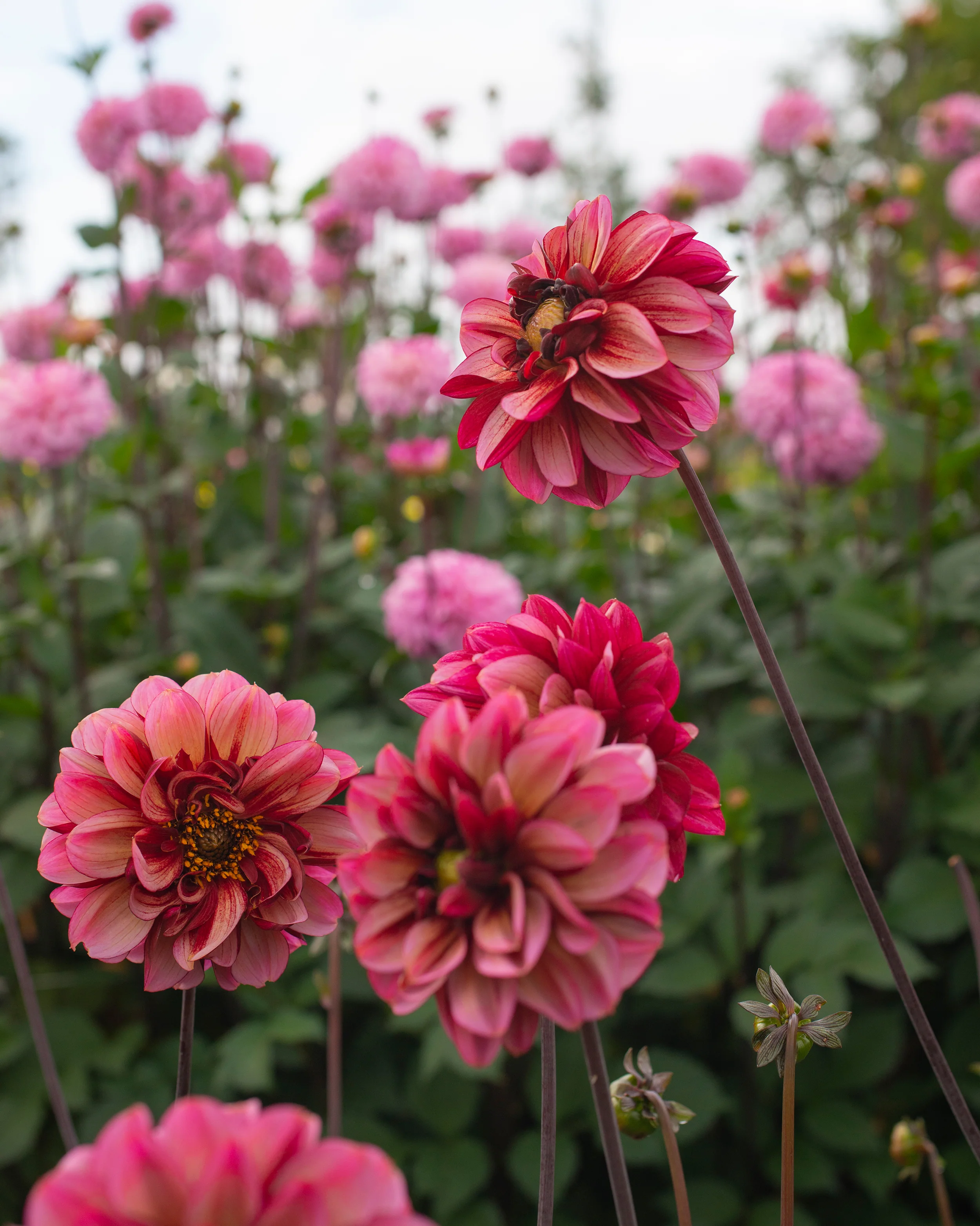 Dahlia 'Seniors Hope' - Image 12