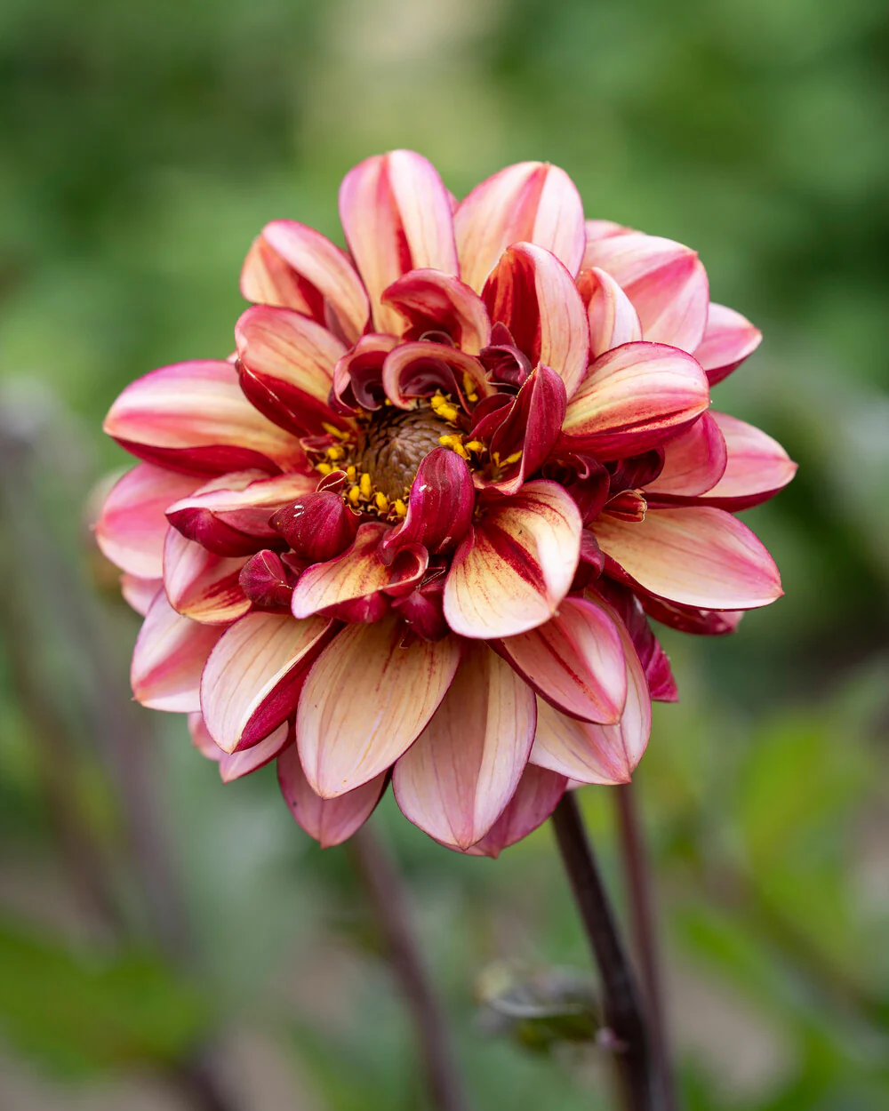 Dahlia 'Seniors Hope' - Image 9