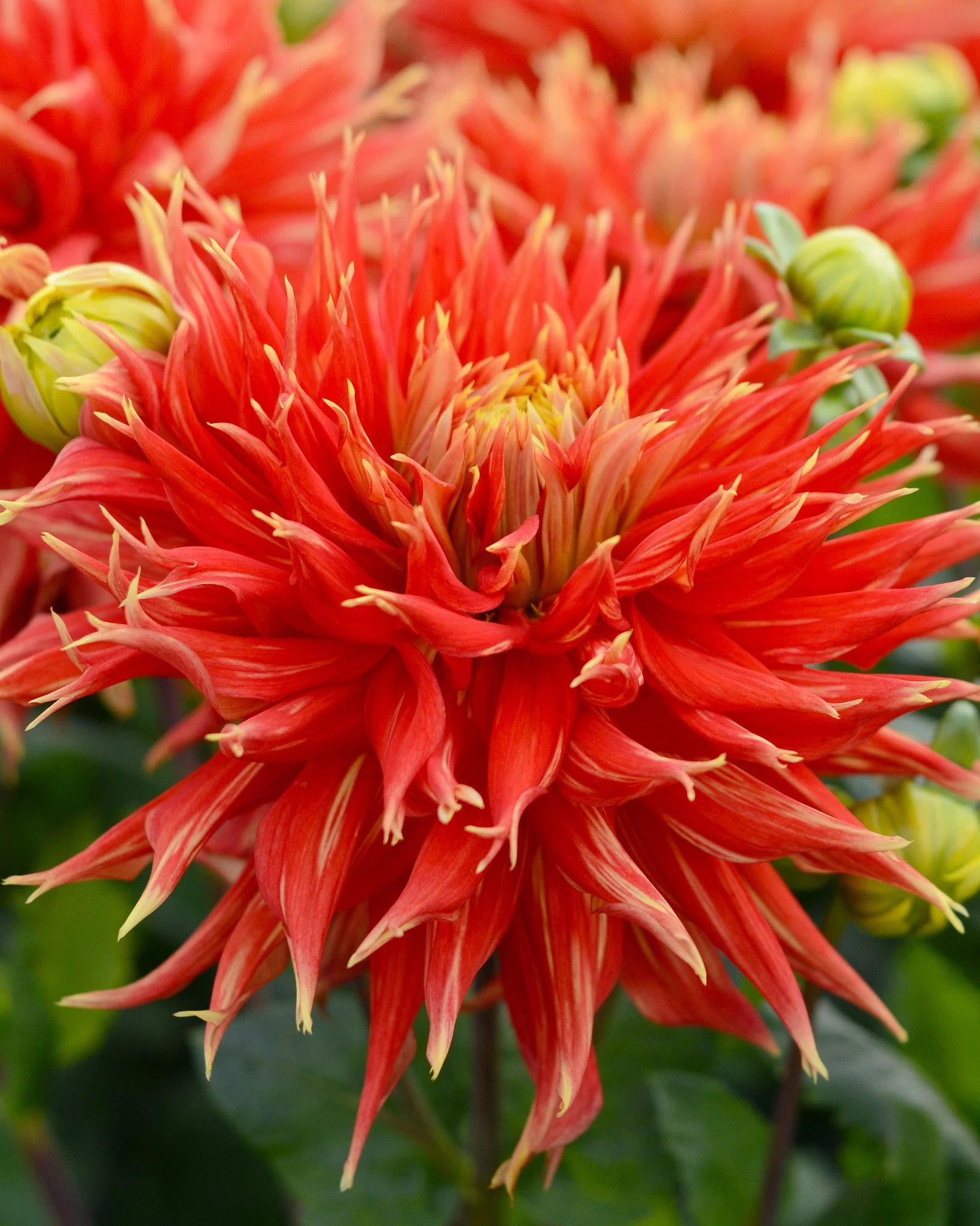 Dahlia 'Show 'n' Tell' - Image 3