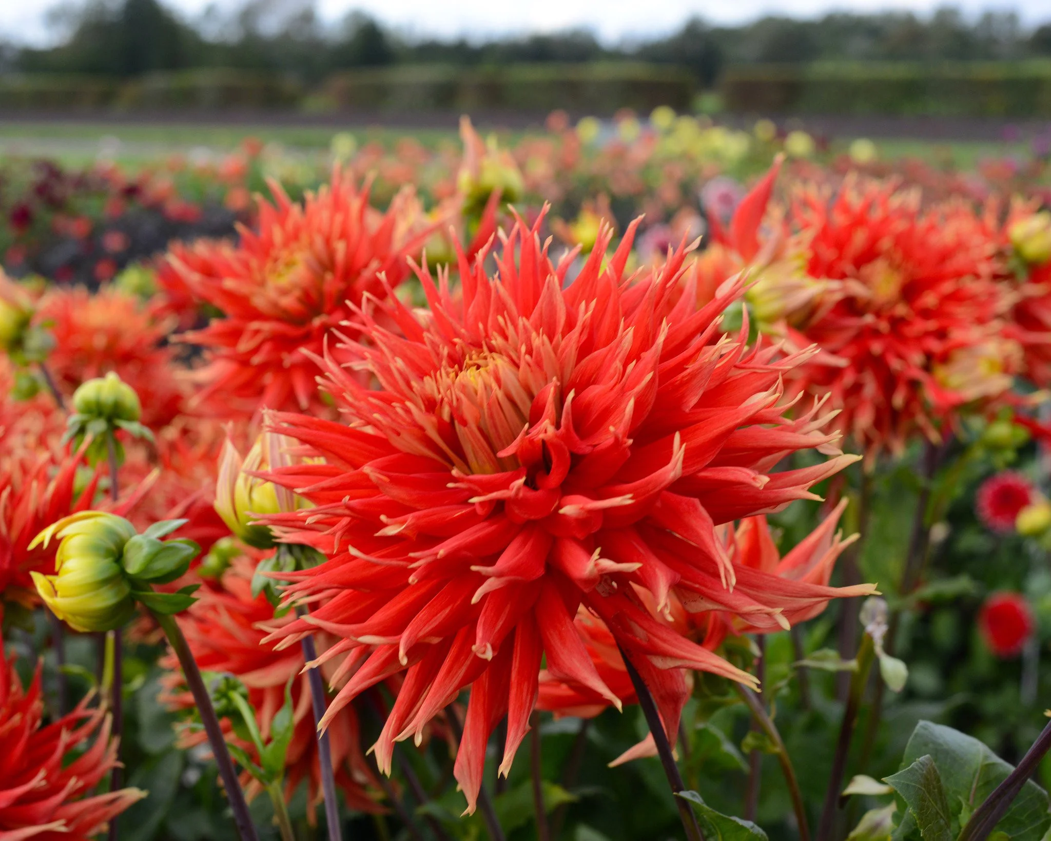 Dahlia 'Show 'n' Tell' - Image 4