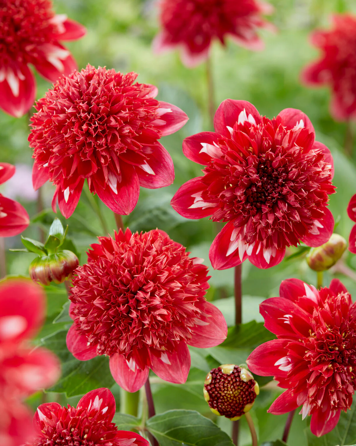 Dahlia 'Speech' - Image 3