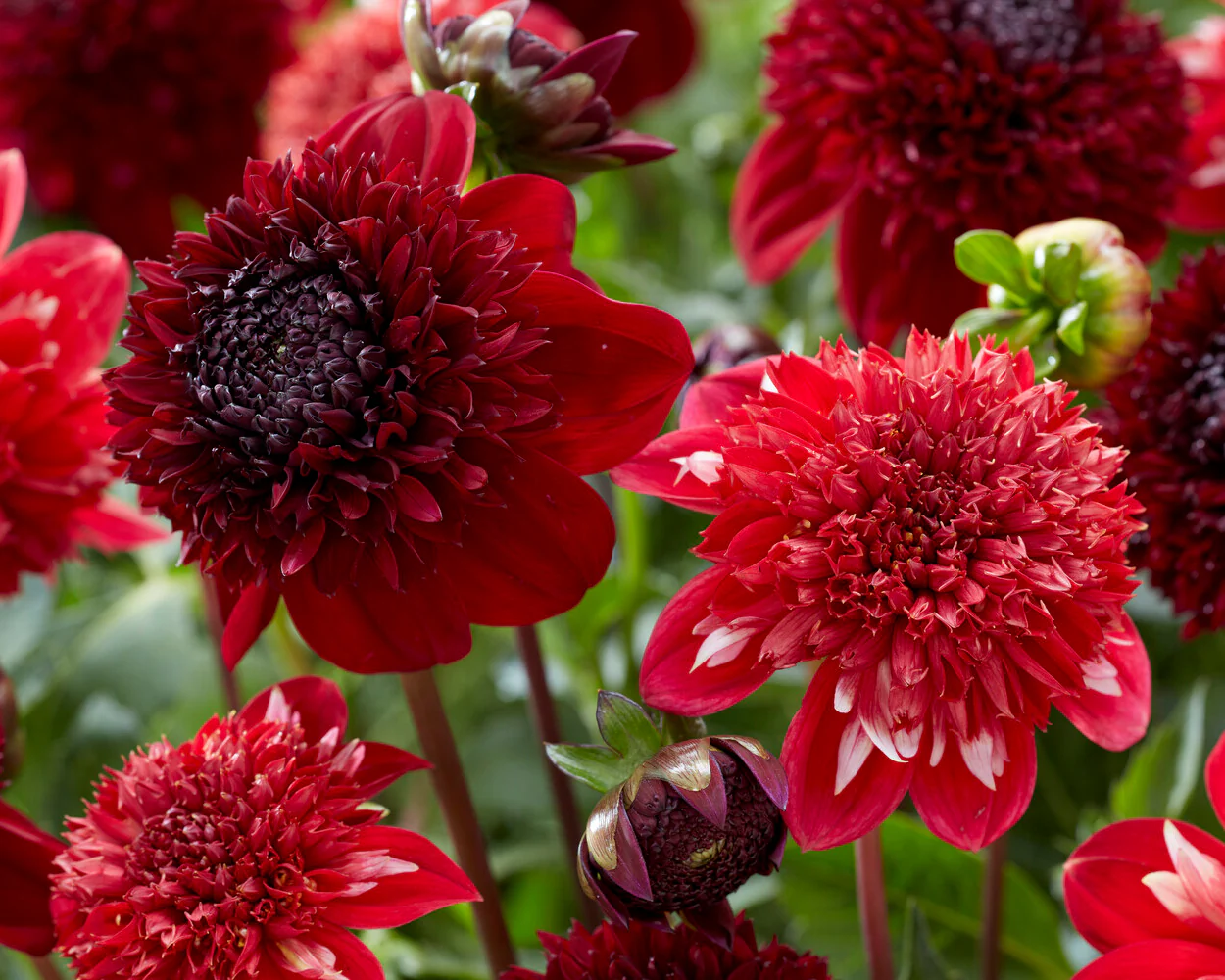 Dahlia 'Speech' - Image 6