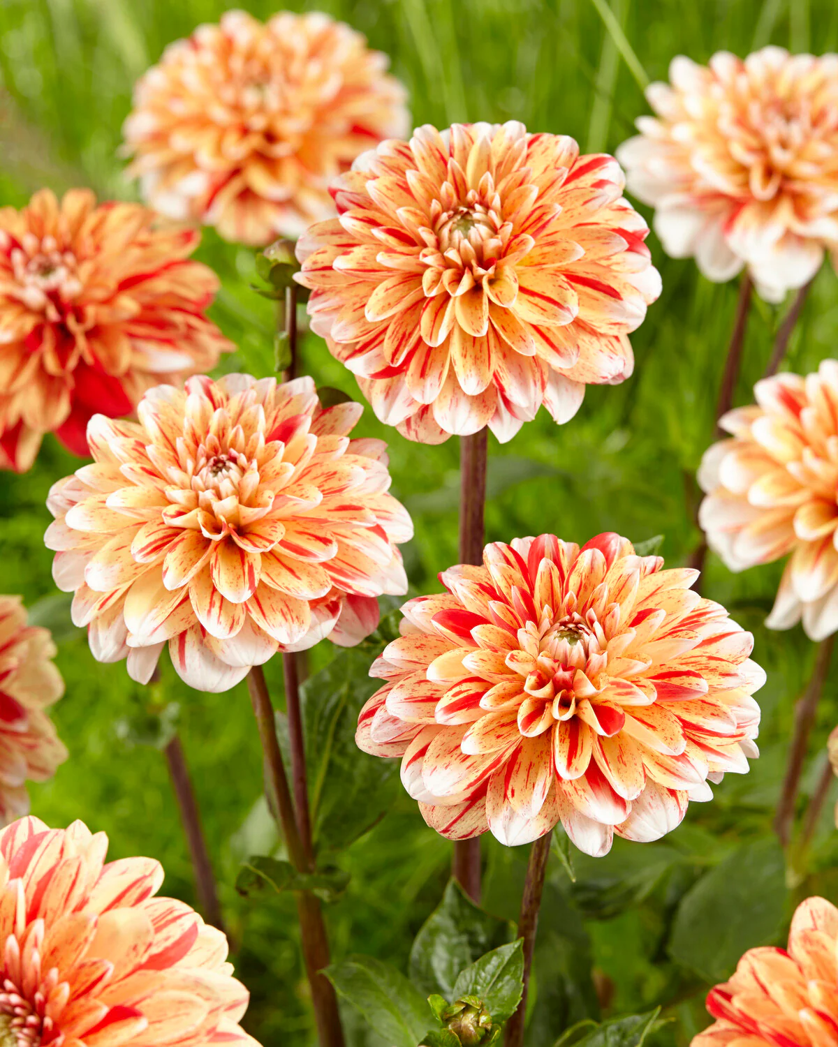 Dahlia 'Striped Nagano' - Image 4