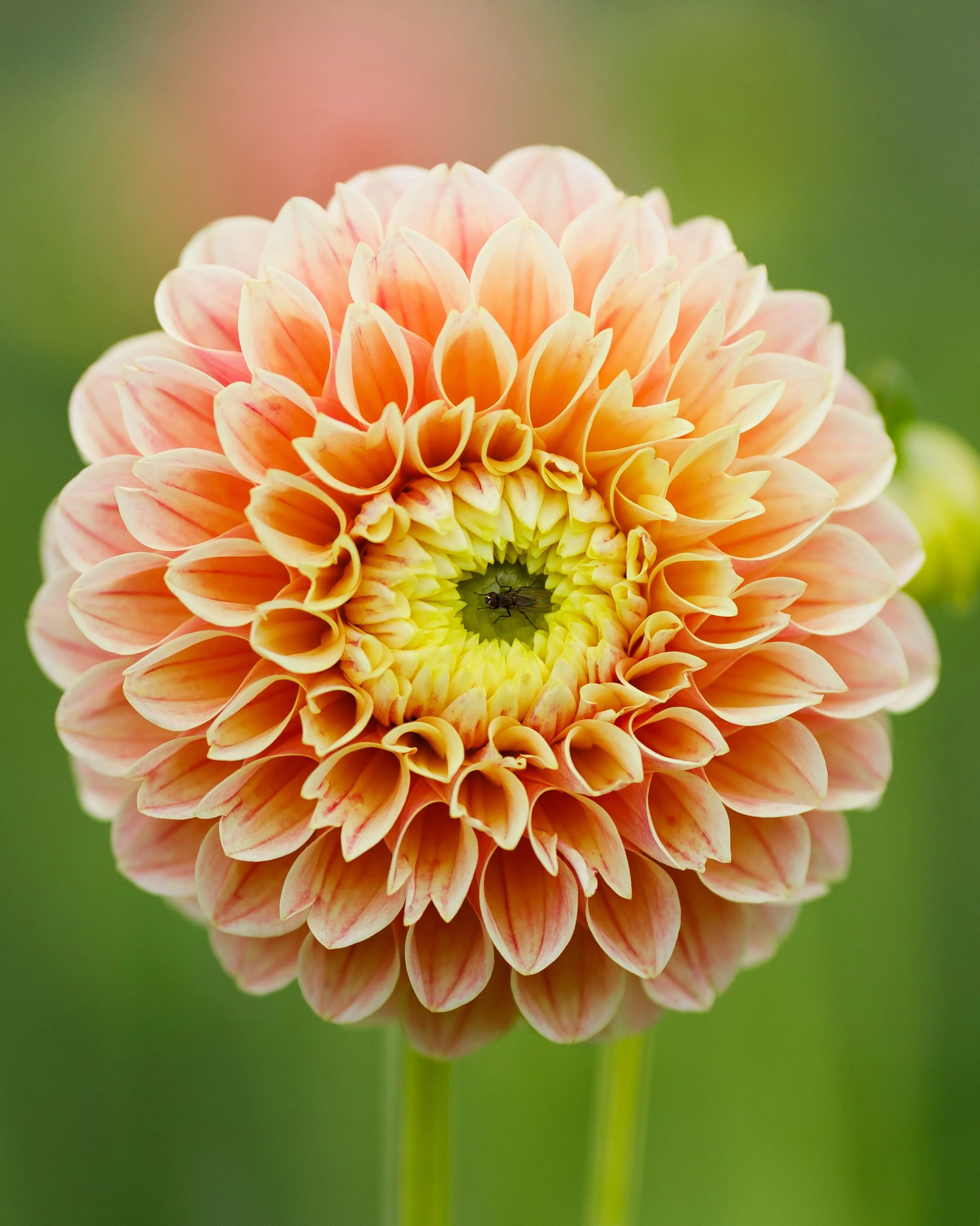 Dahlia 'Sweet Suzanne' - Image 3