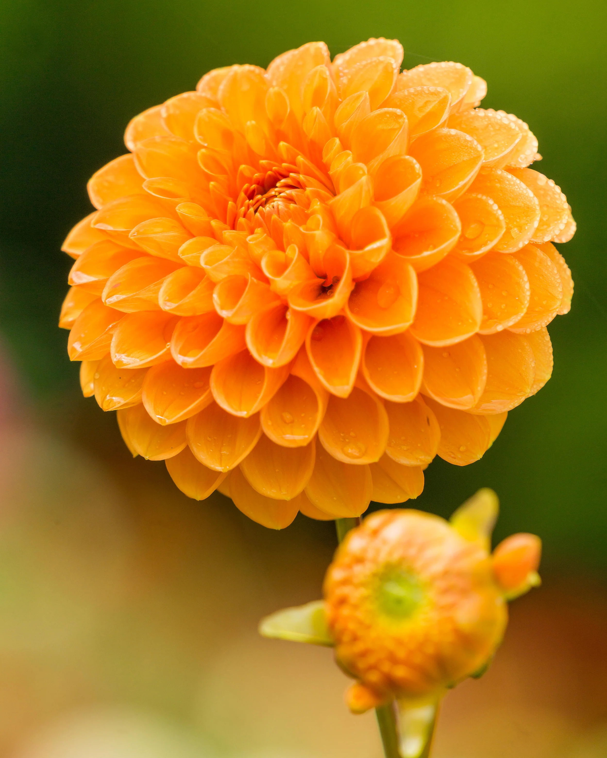 Dahlia 'Sylvia' - Image 3