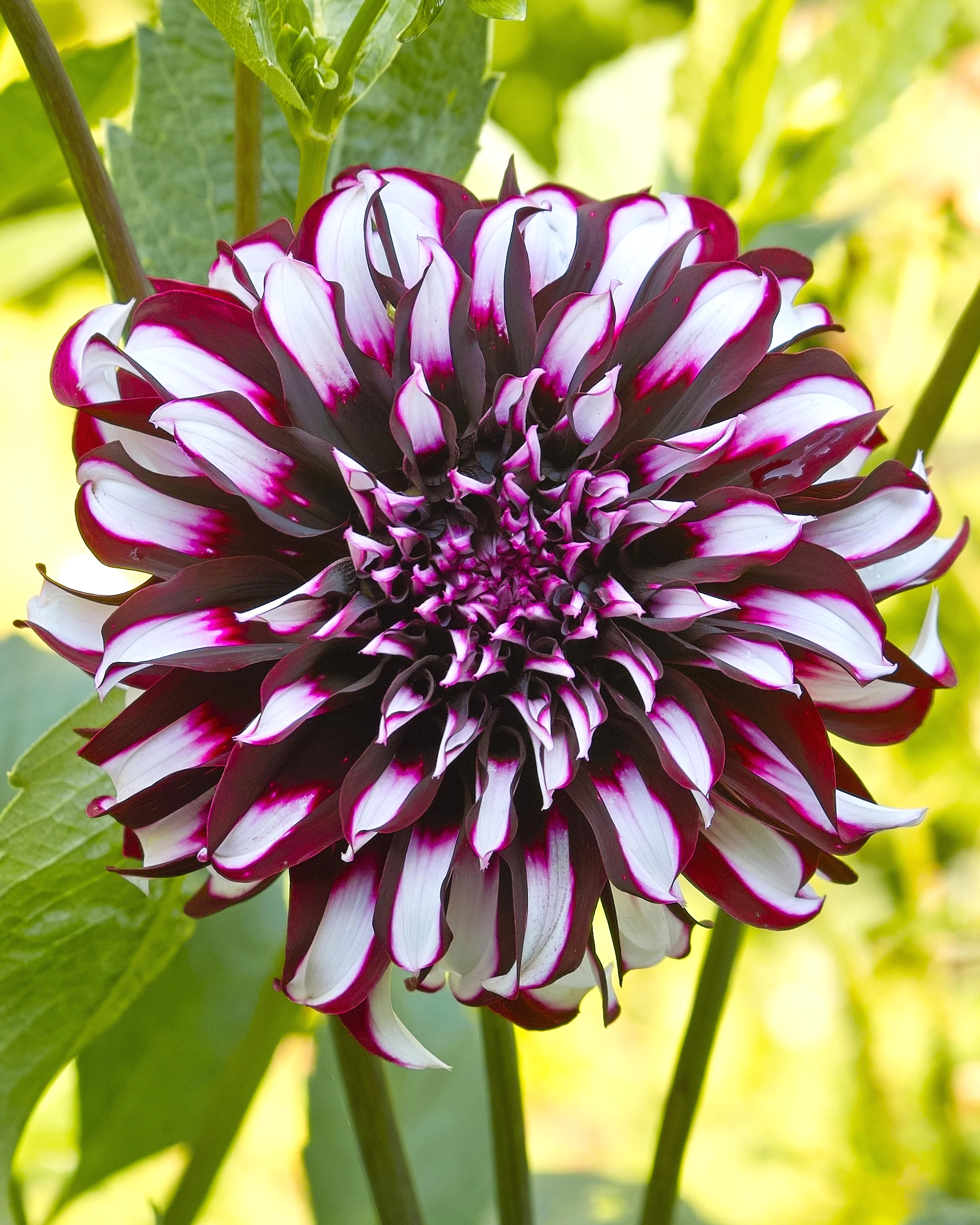 Dahlia 'Tartan' - Image 2