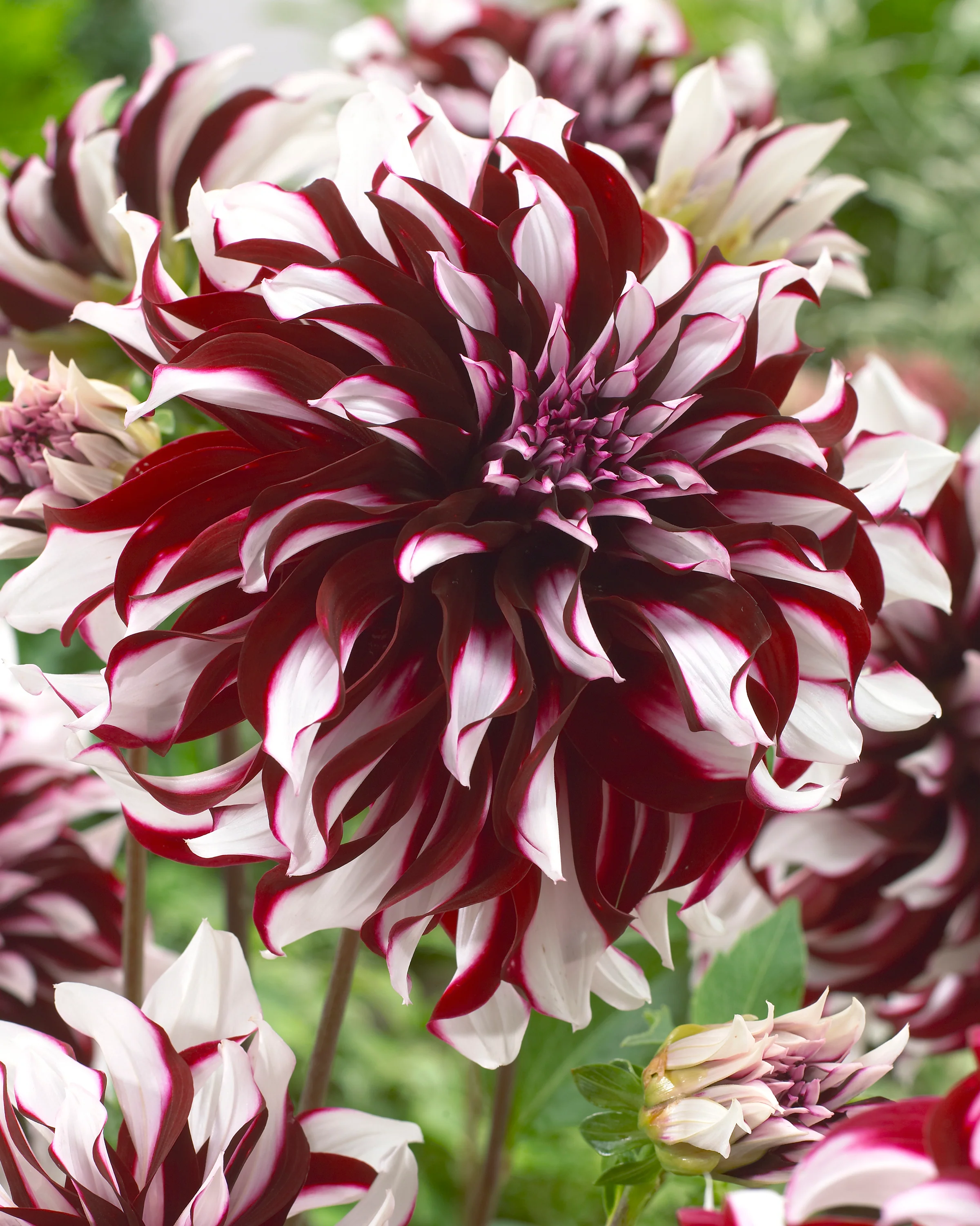 Dahlia 'Tartan' - Image 4