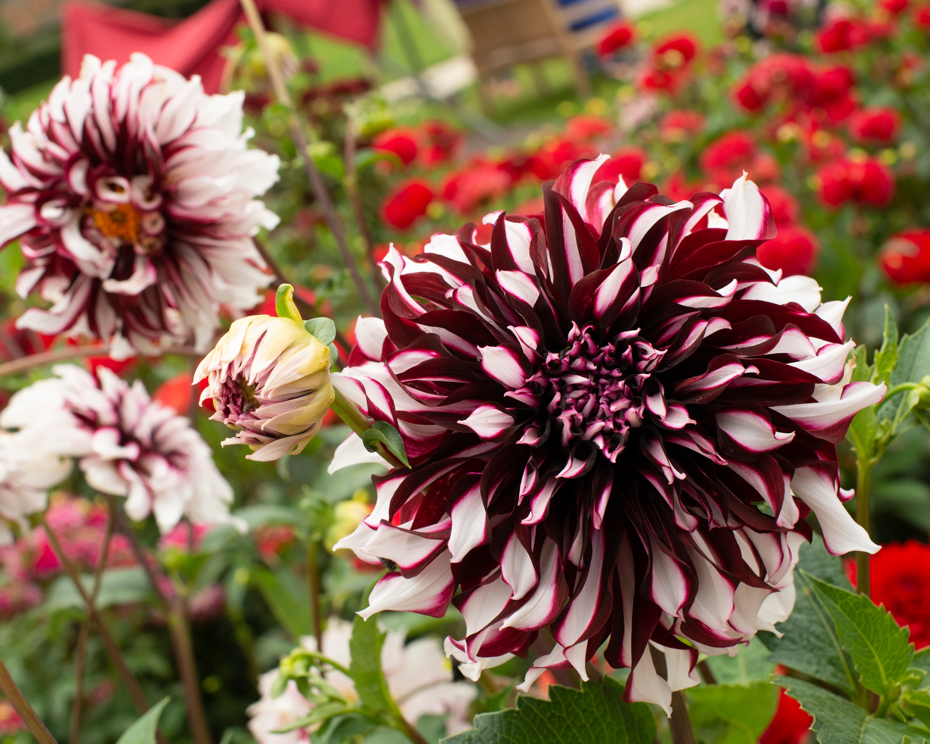 Dahlia 'Tartan' - Image 7