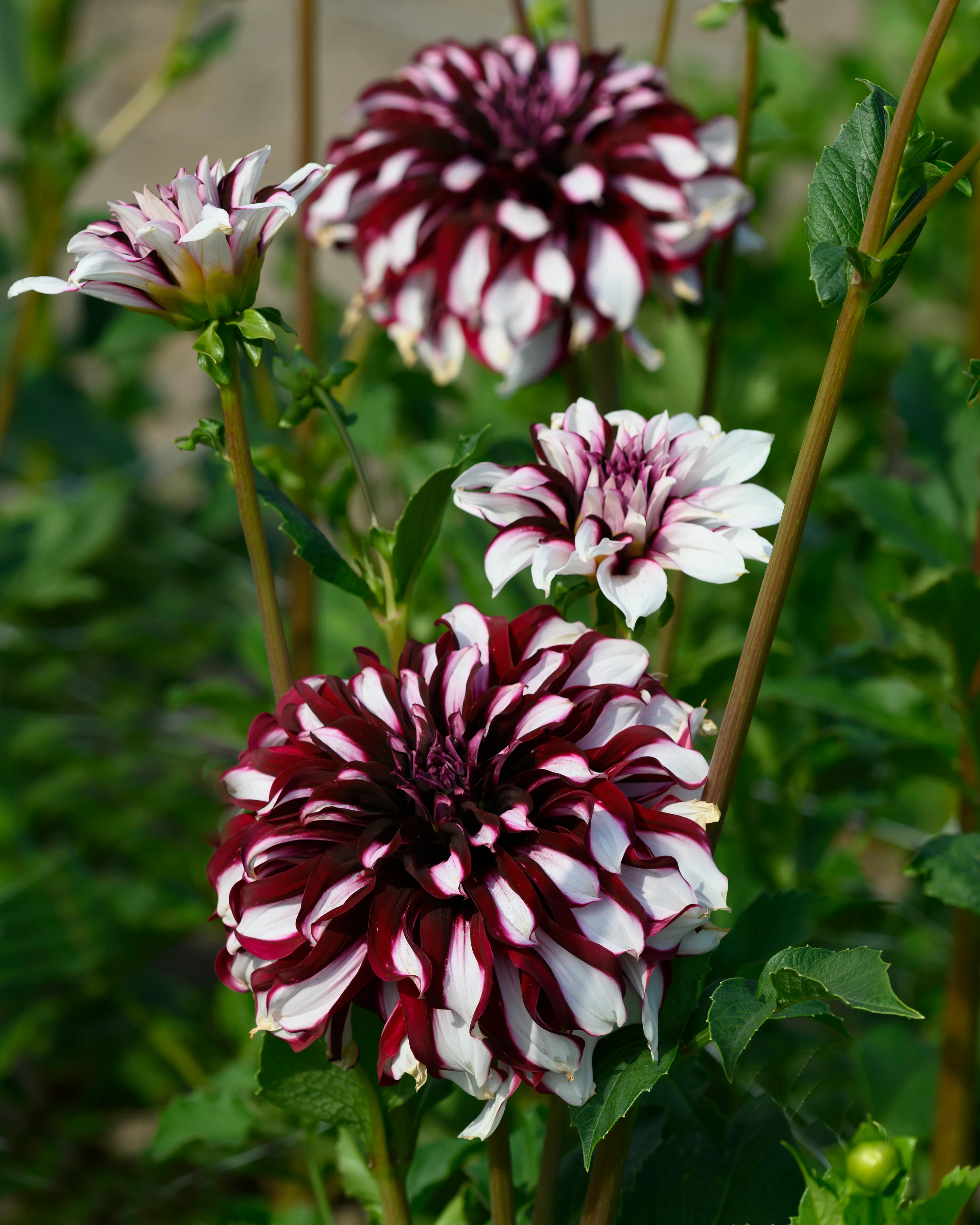 Dahlia 'Tartan' - Image 9