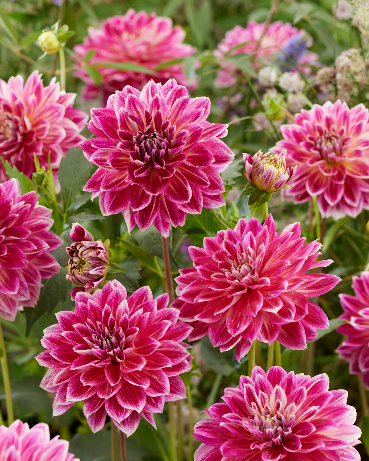 Dahlia 'Temple of Beauty' - Image 2