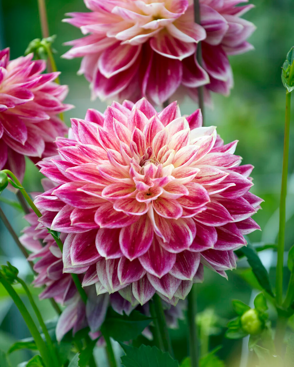 Dahlia 'Temple of Beauty' - Image 4